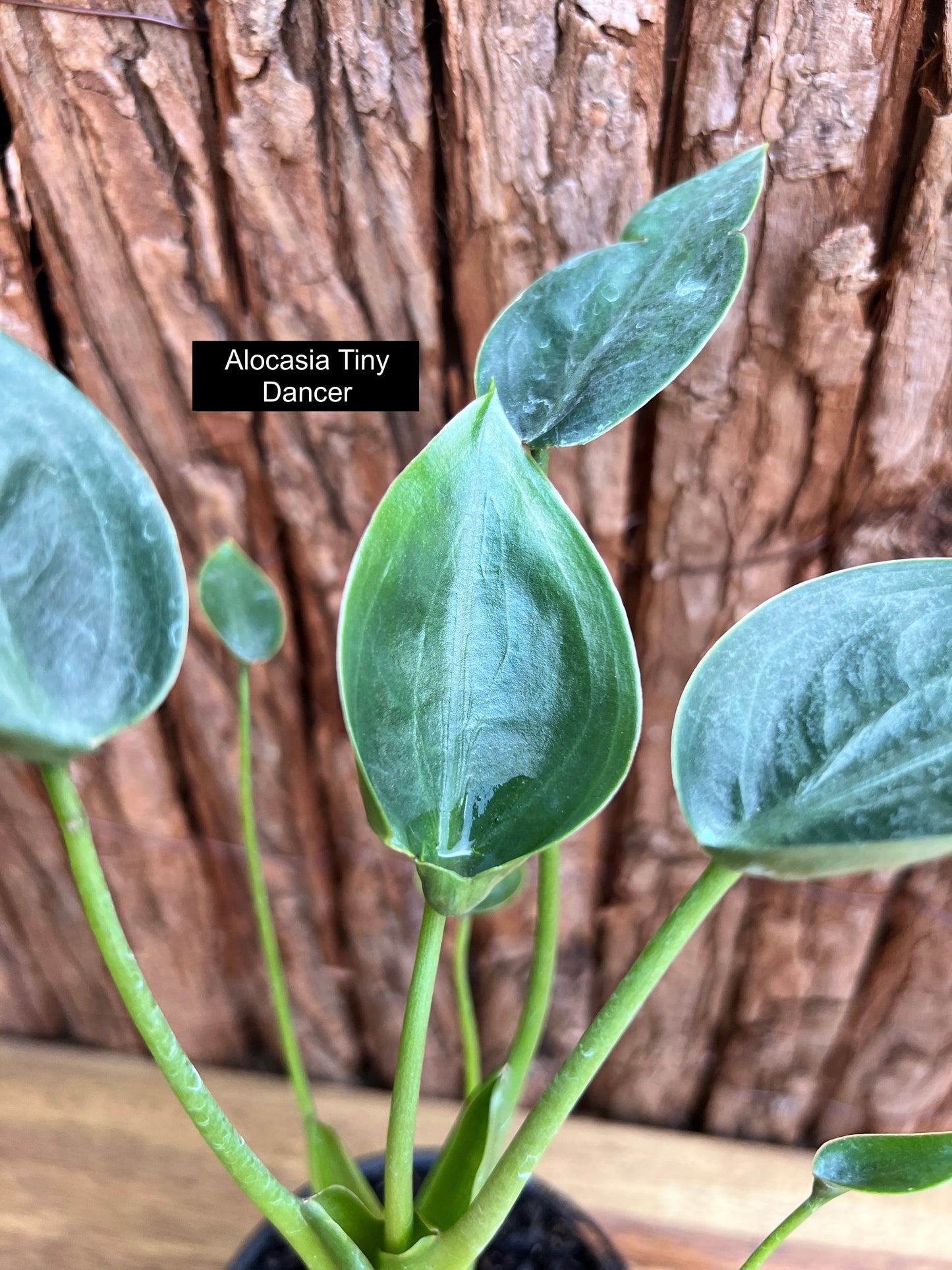 Alocasia Tiny Dancer C115