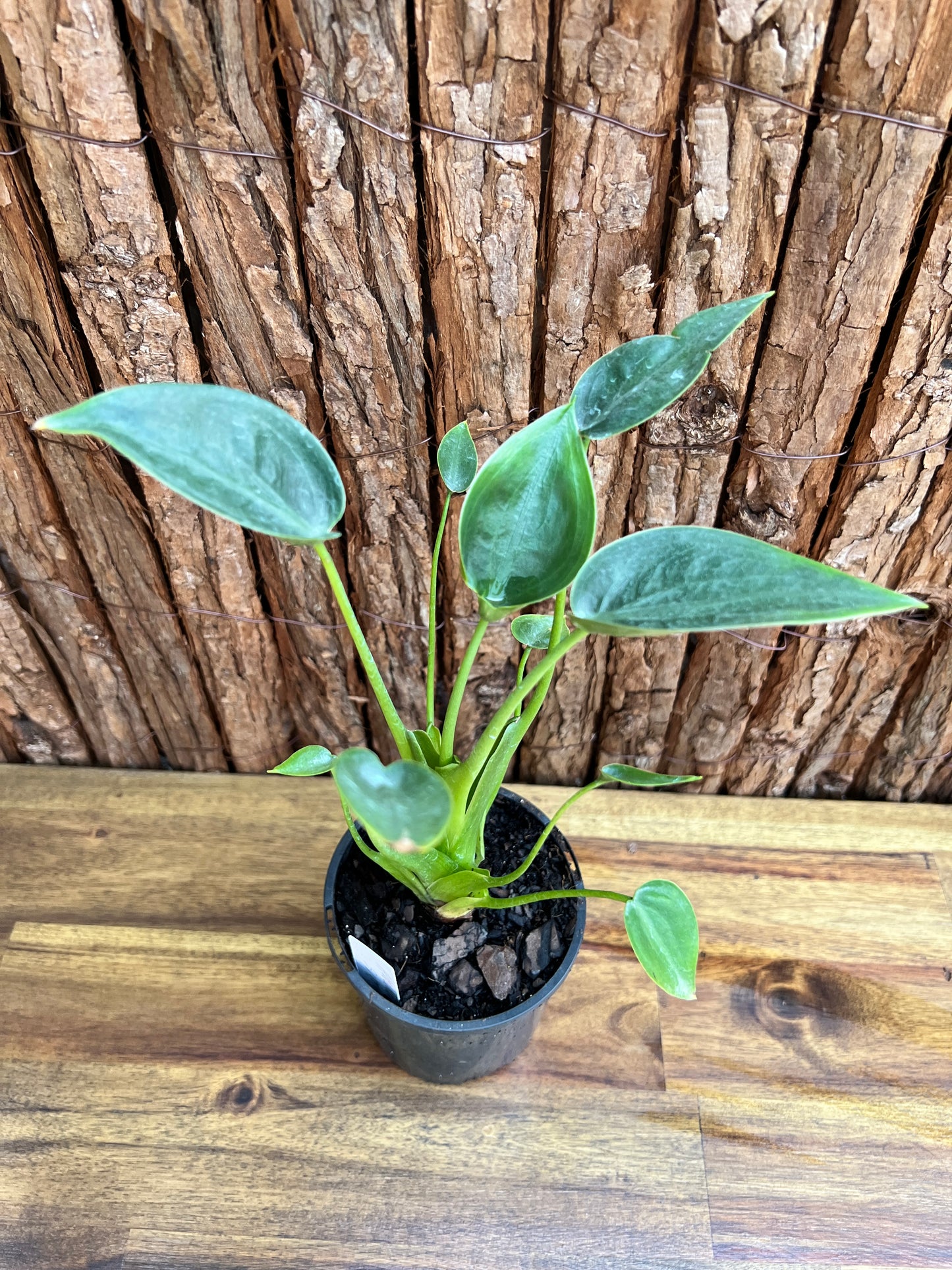 Alocasia Tiny Dancer C115