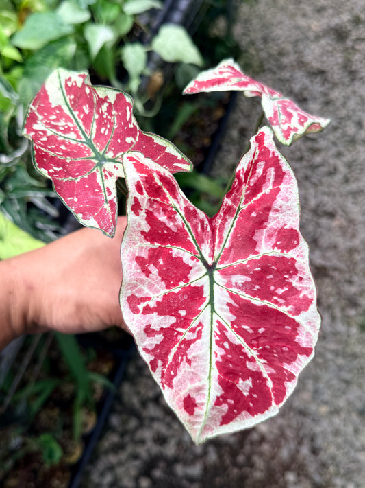 Caladium 'Fire of Phoenix' R16