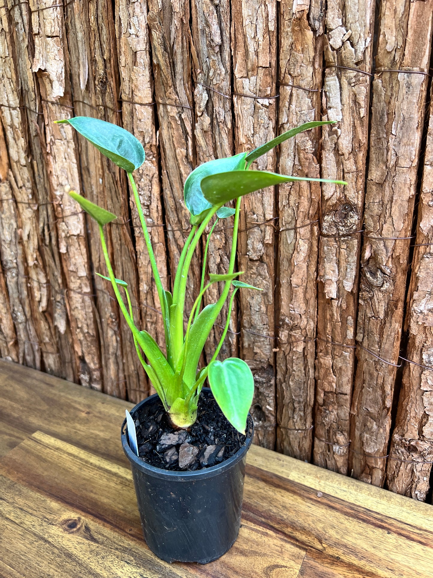 Alocasia Tiny Dancer C115