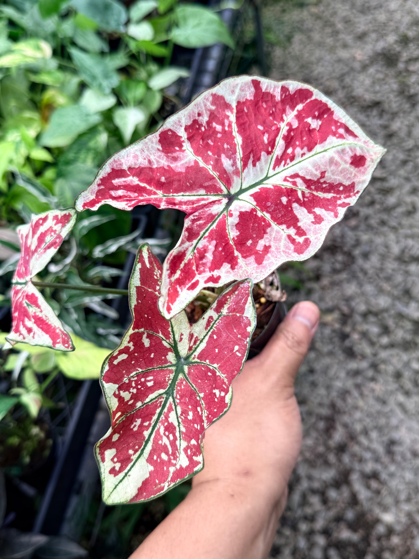 Caladium 'Fire of Phoenix' R16
