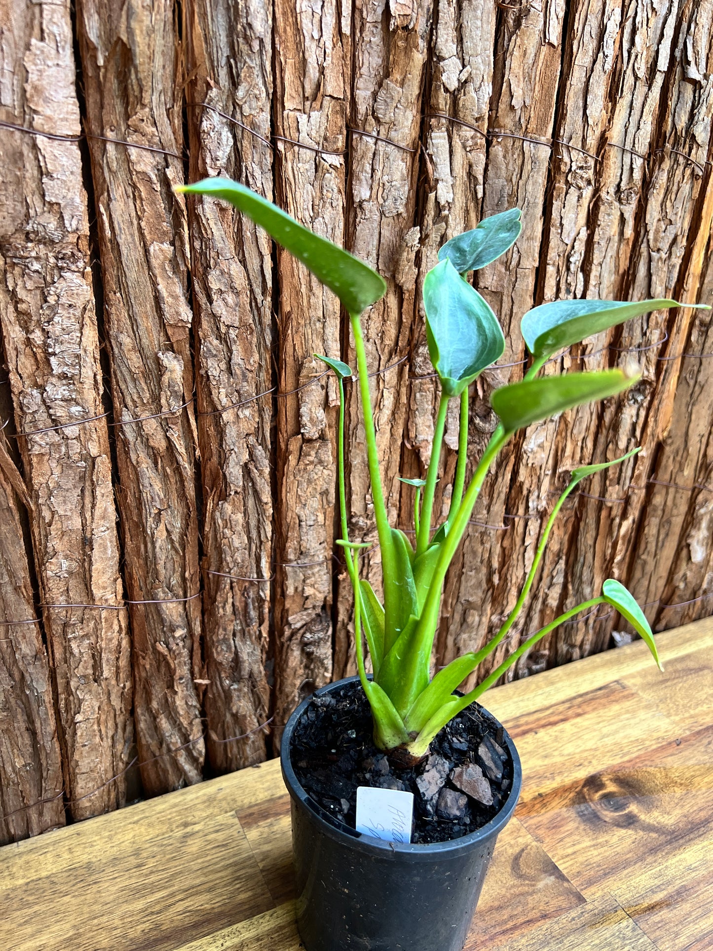 Alocasia Tiny Dancer C115