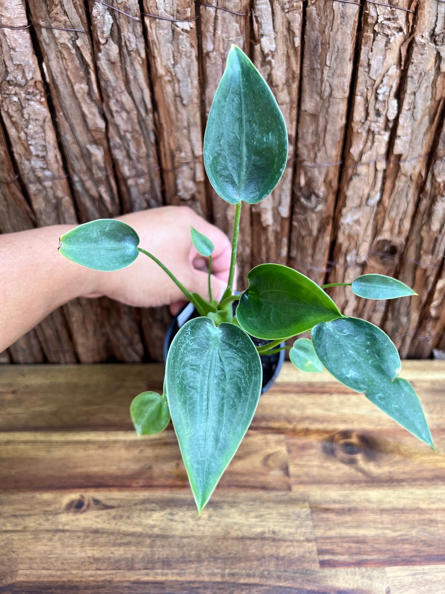 Alocasia Tiny Dancer C115