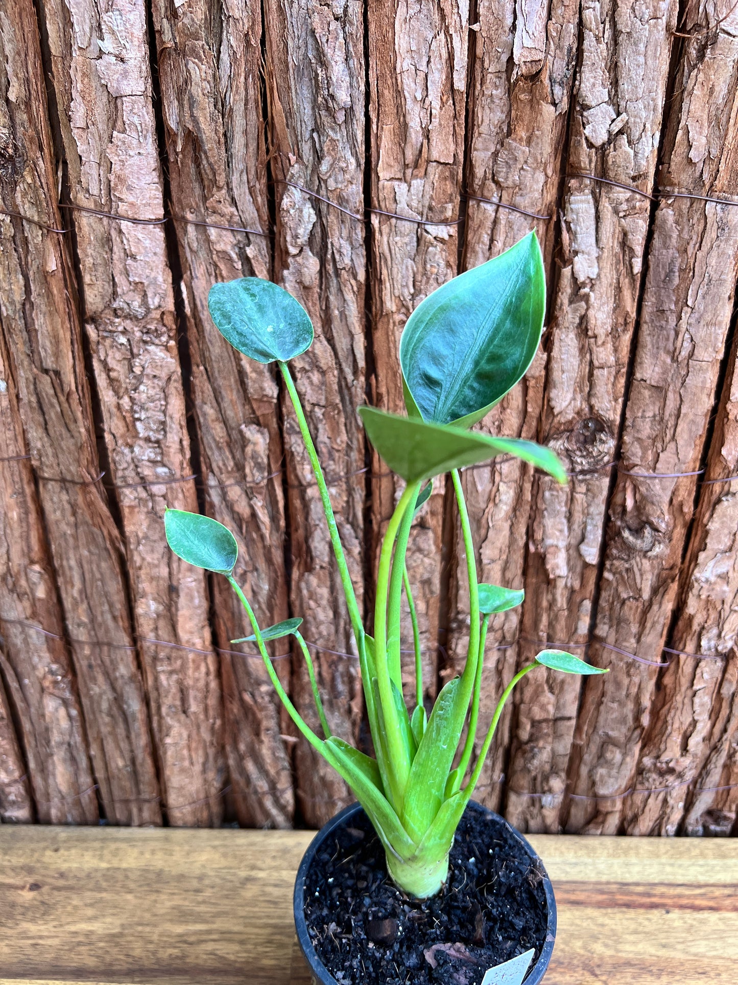 Alocasia Tiny Dancer C114