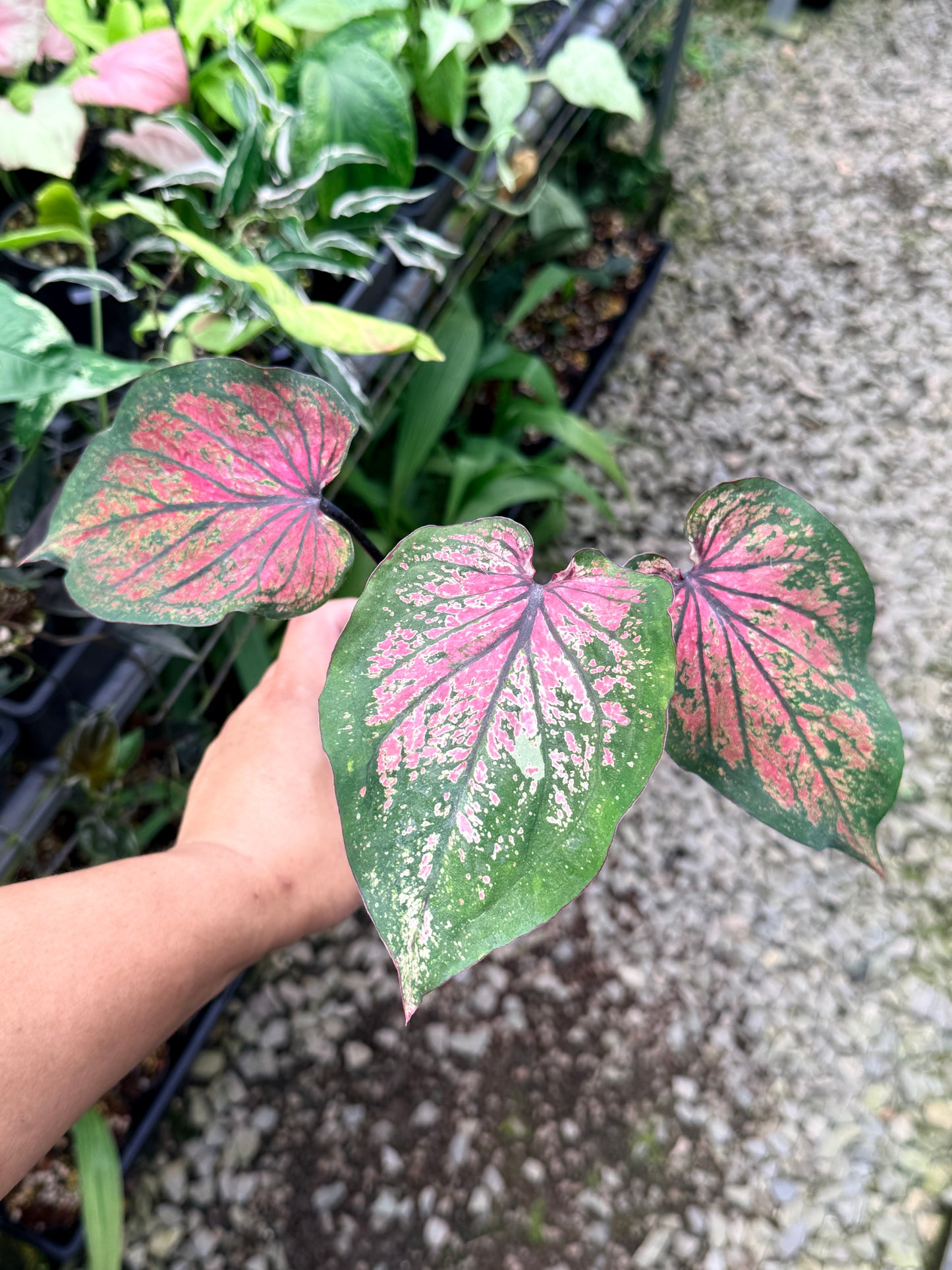 Caladium Hybrid R17