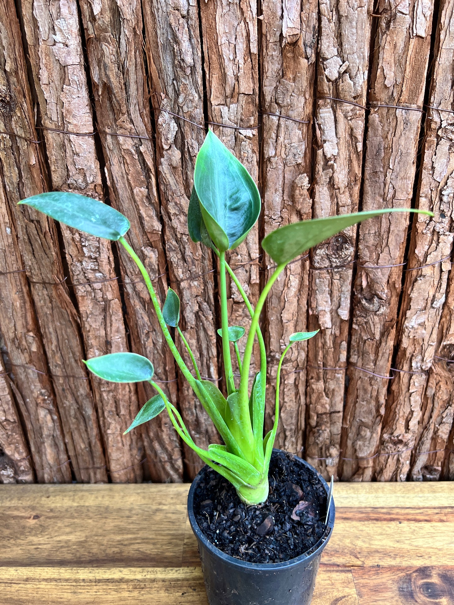 Alocasia Tiny Dancer C114