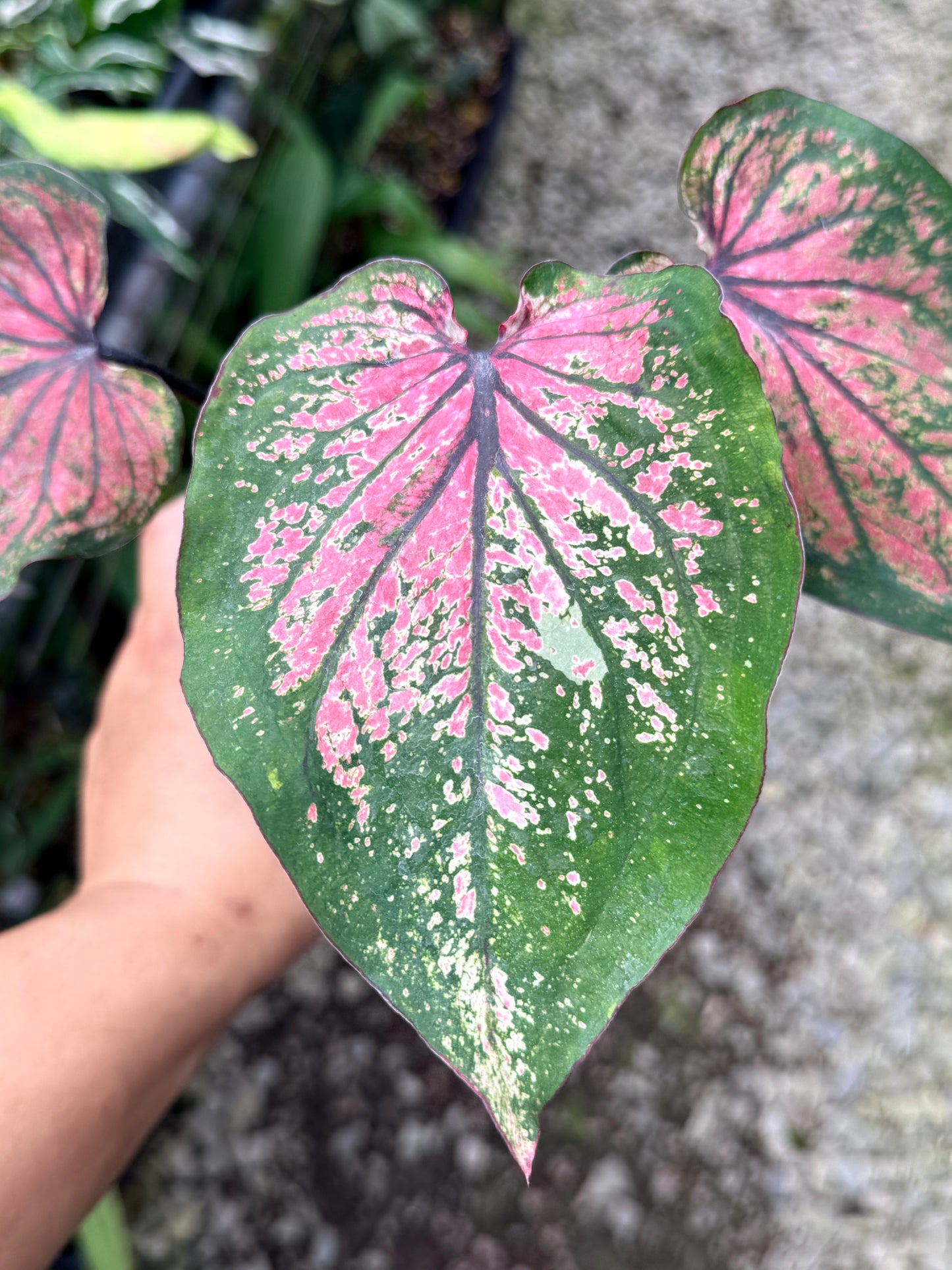 Caladium Hybrid R17