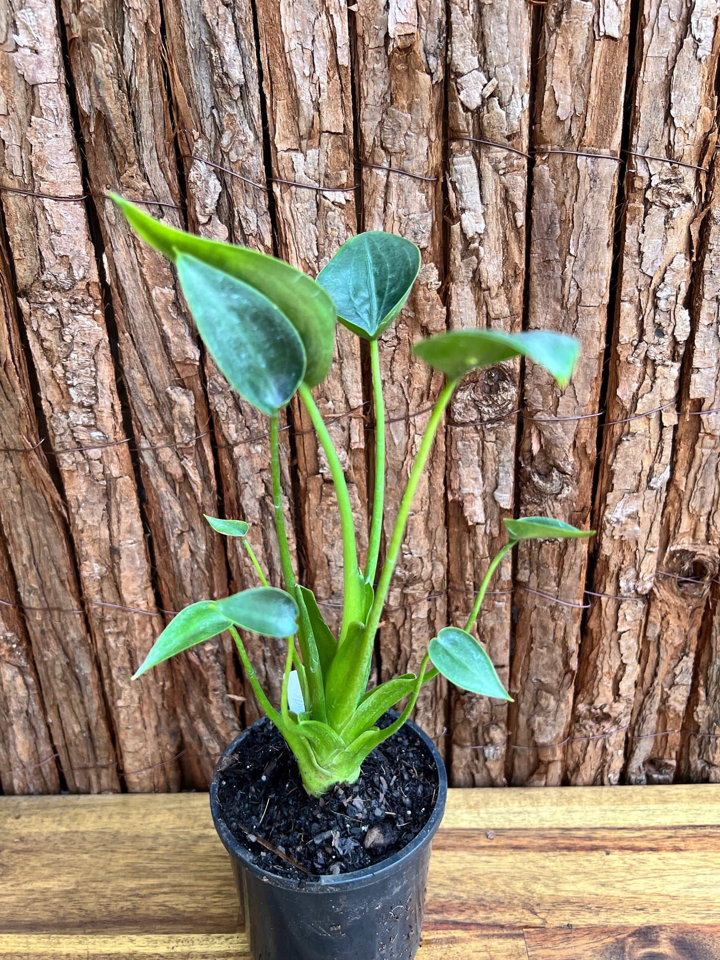 Alocasia Tiny Dancer C114