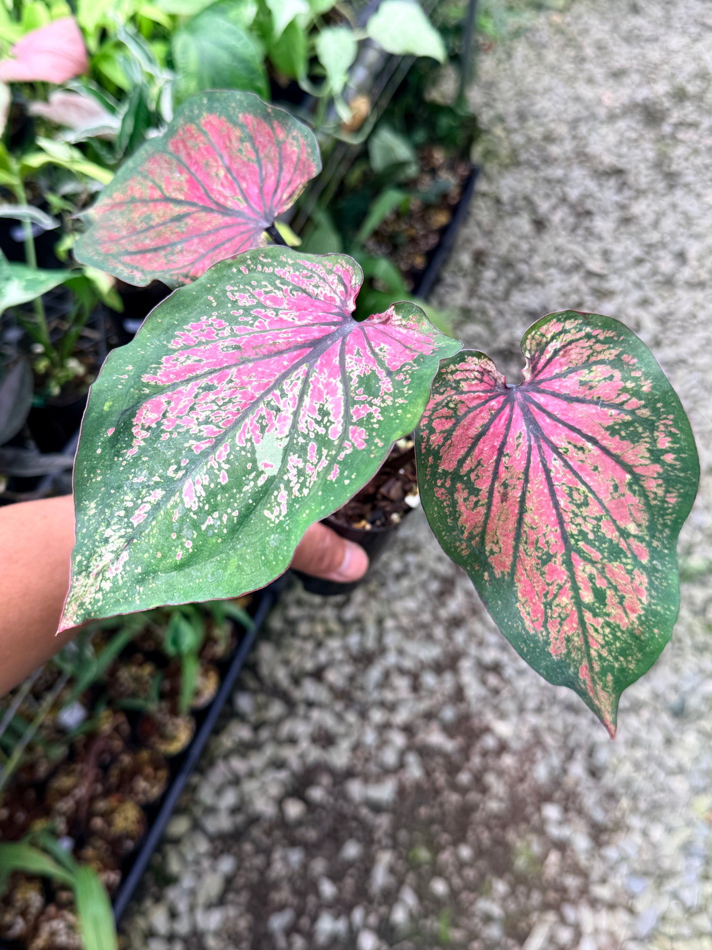 Caladium Hybrid R17