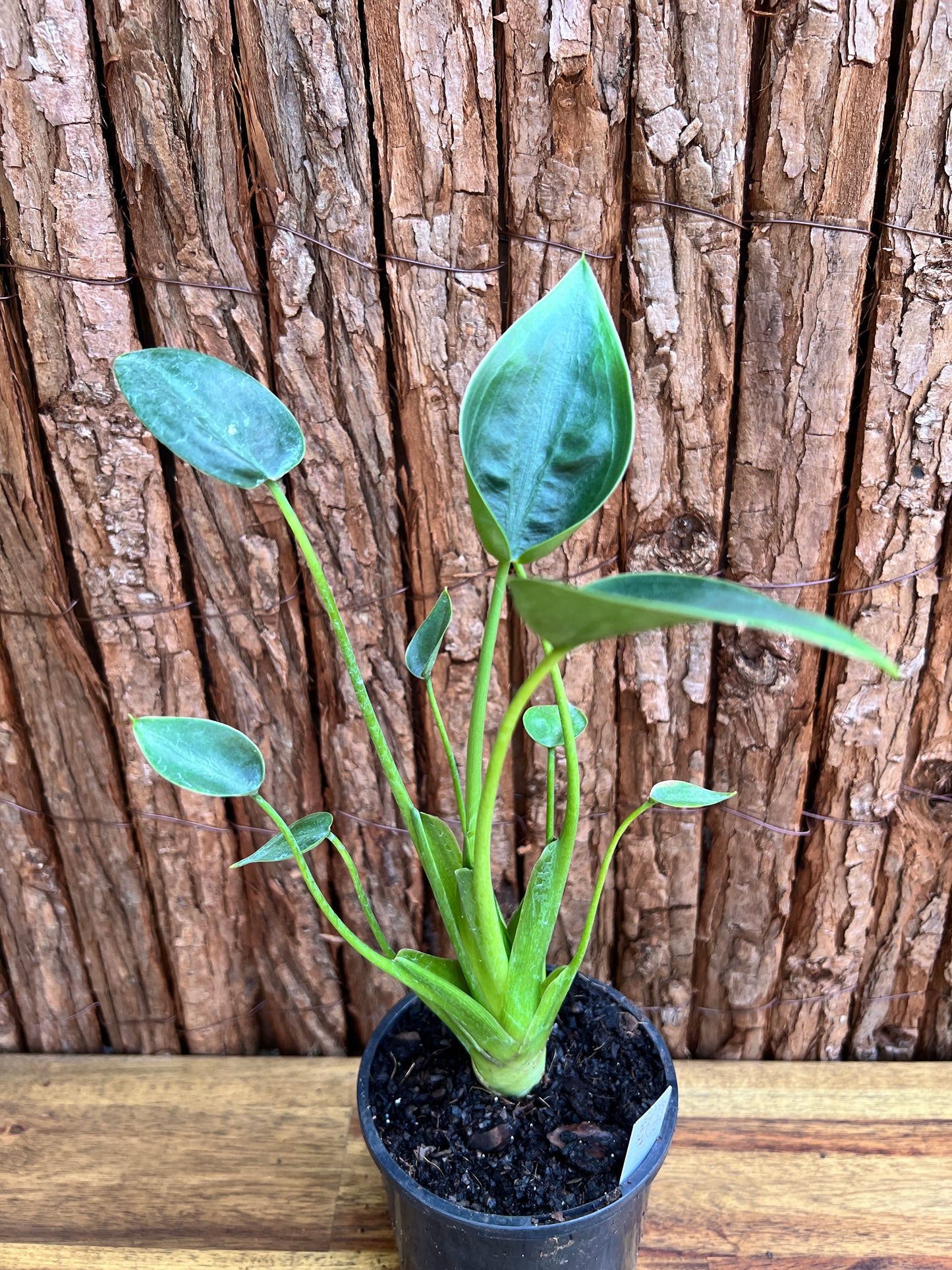 Alocasia Tiny Dancer C114