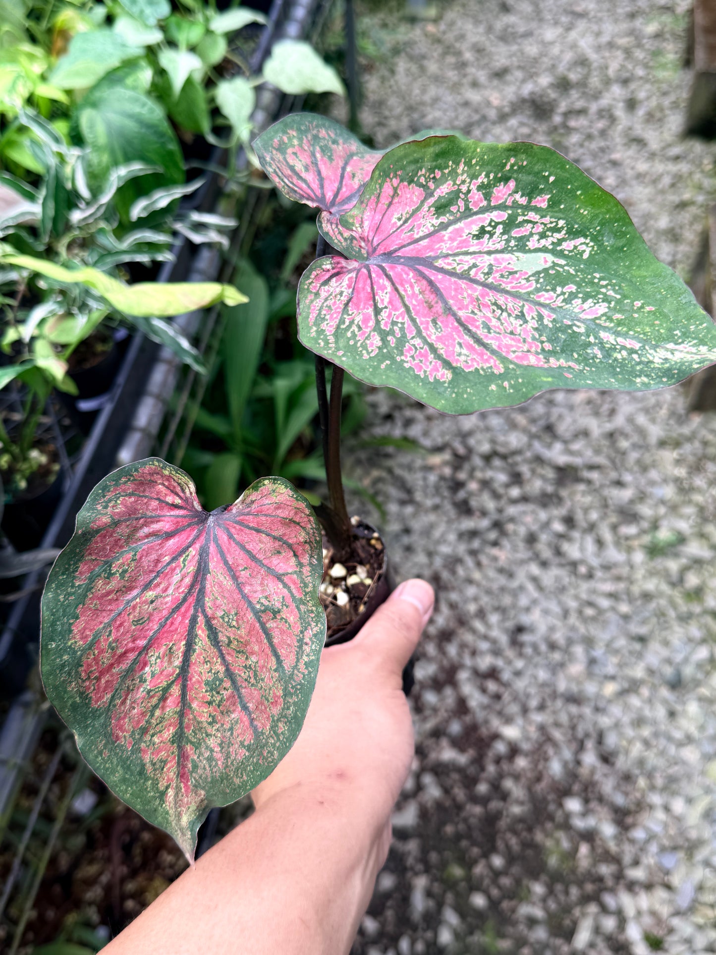 Caladium Hybrid R17