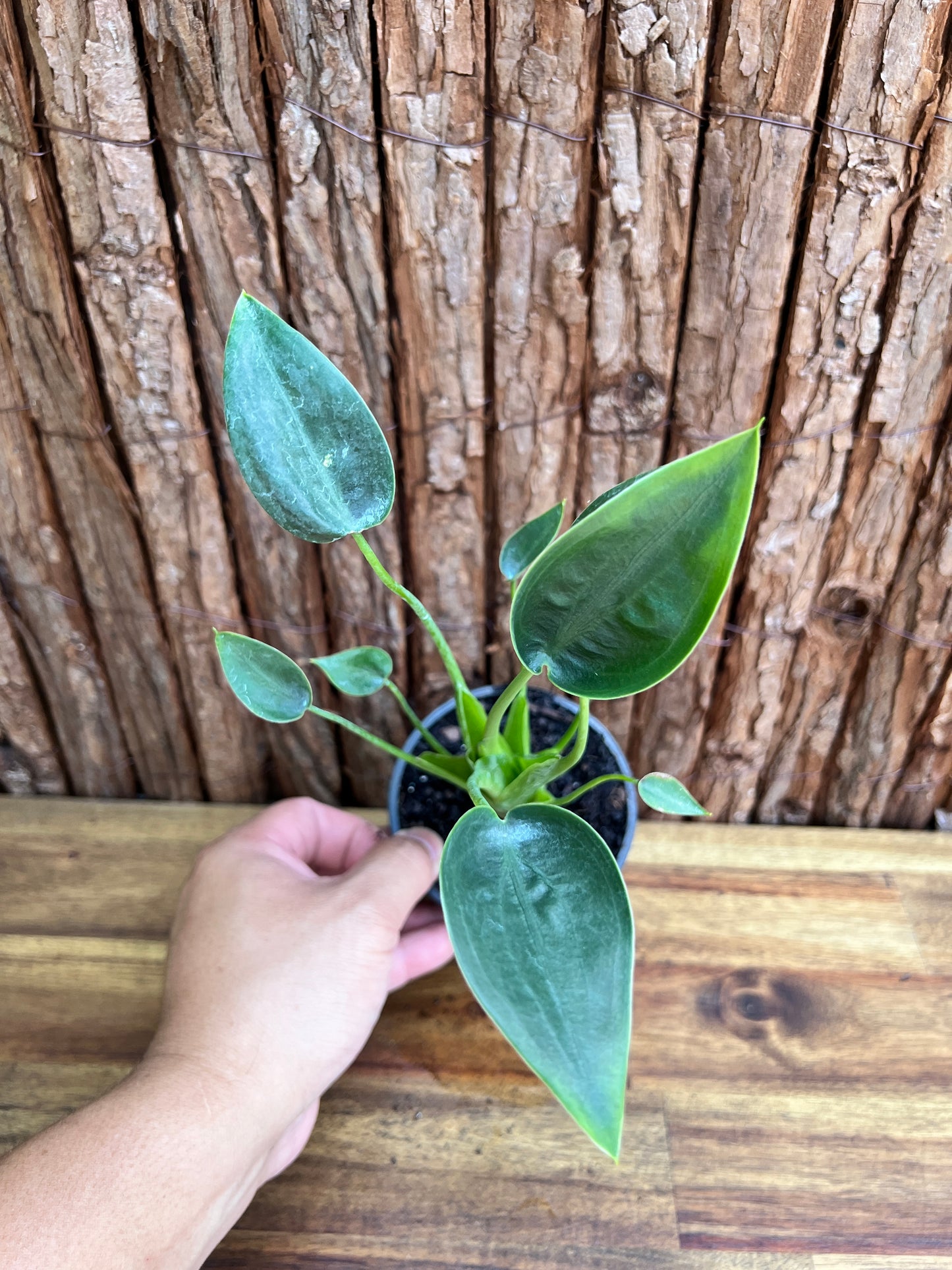 Alocasia Tiny Dancer C114