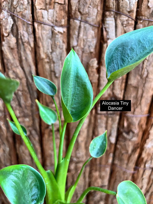 Alocasia Tiny Dancer C116