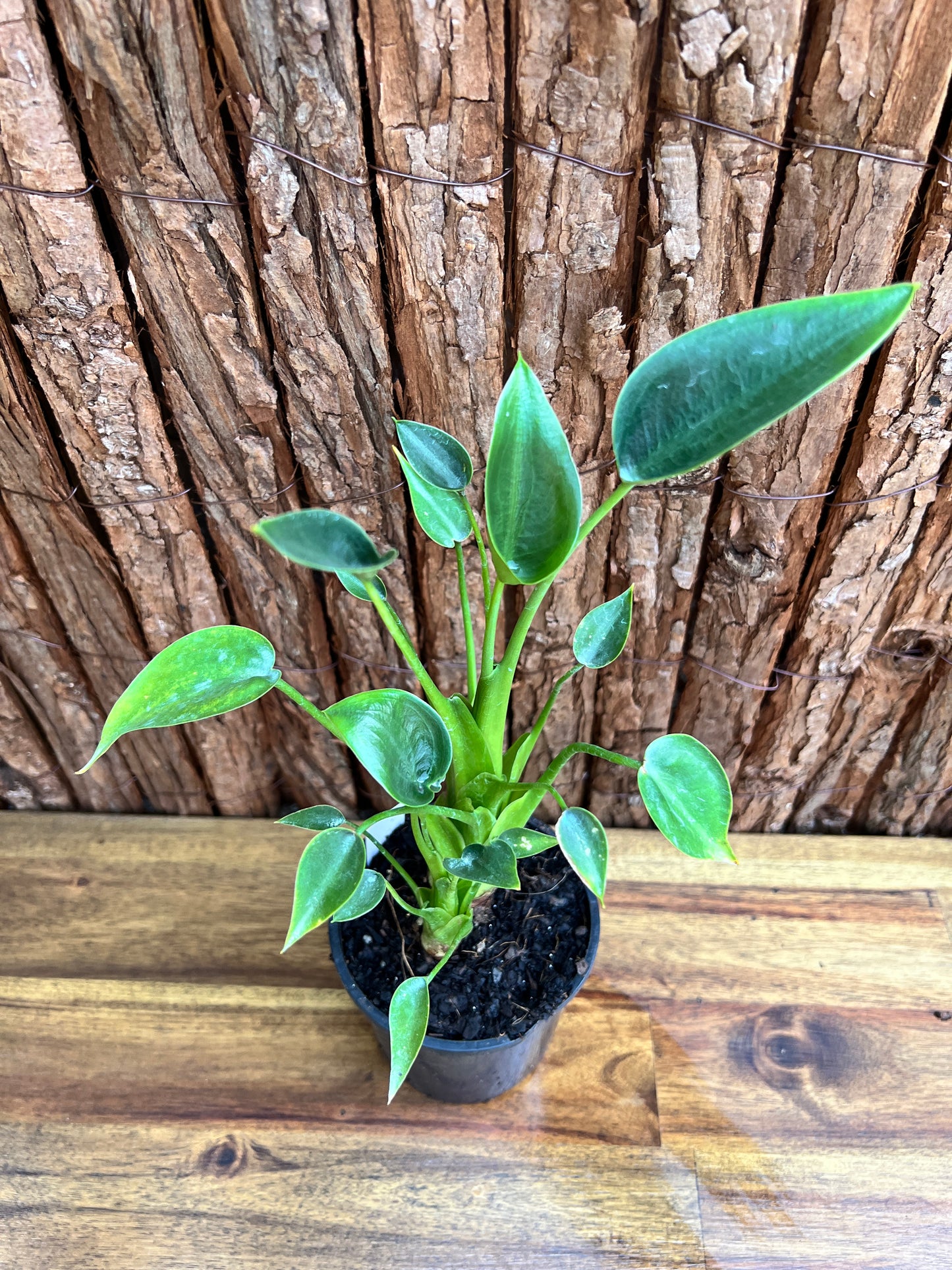 Alocasia Tiny Dancer C116