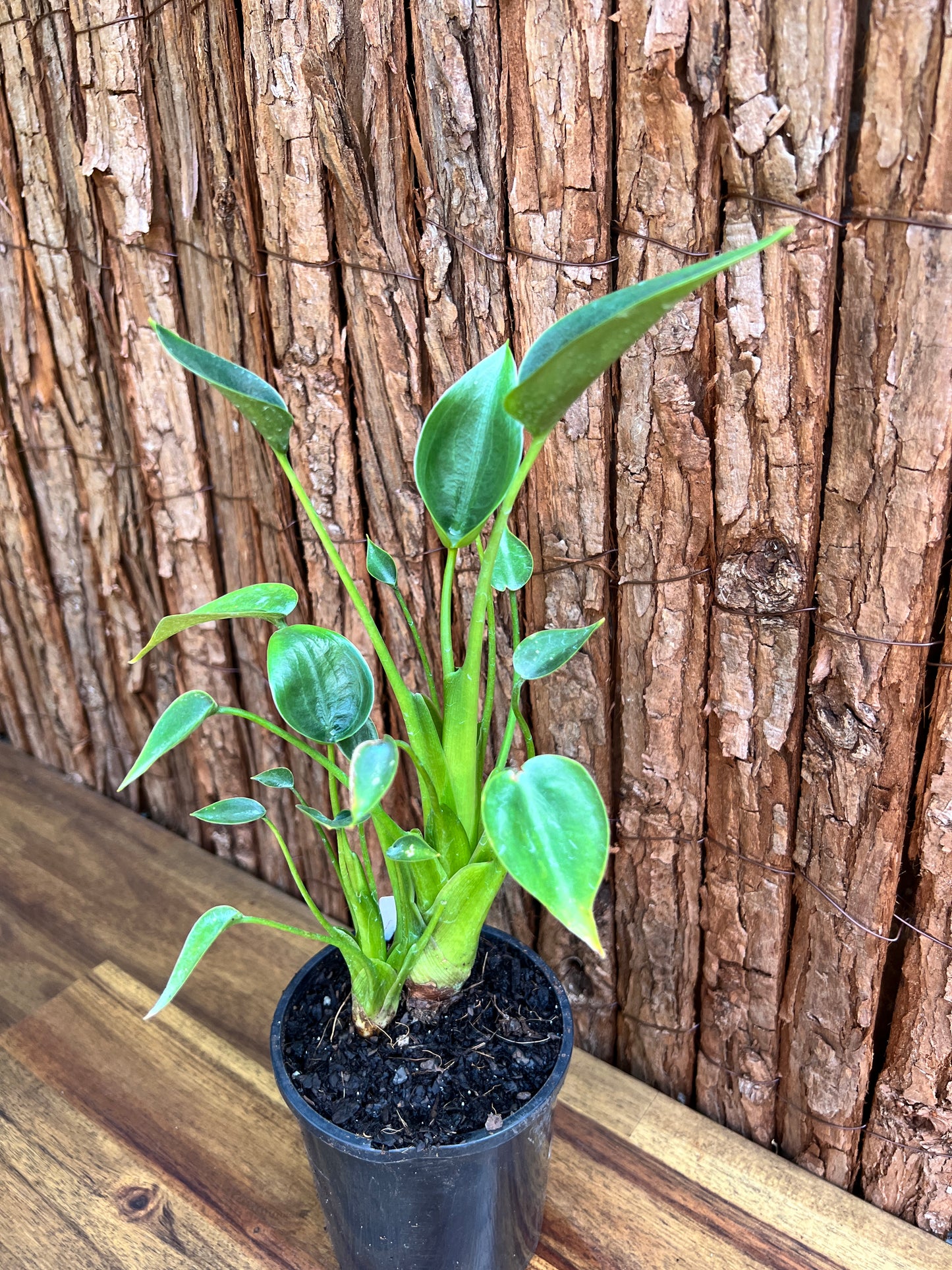 Alocasia Tiny Dancer C116