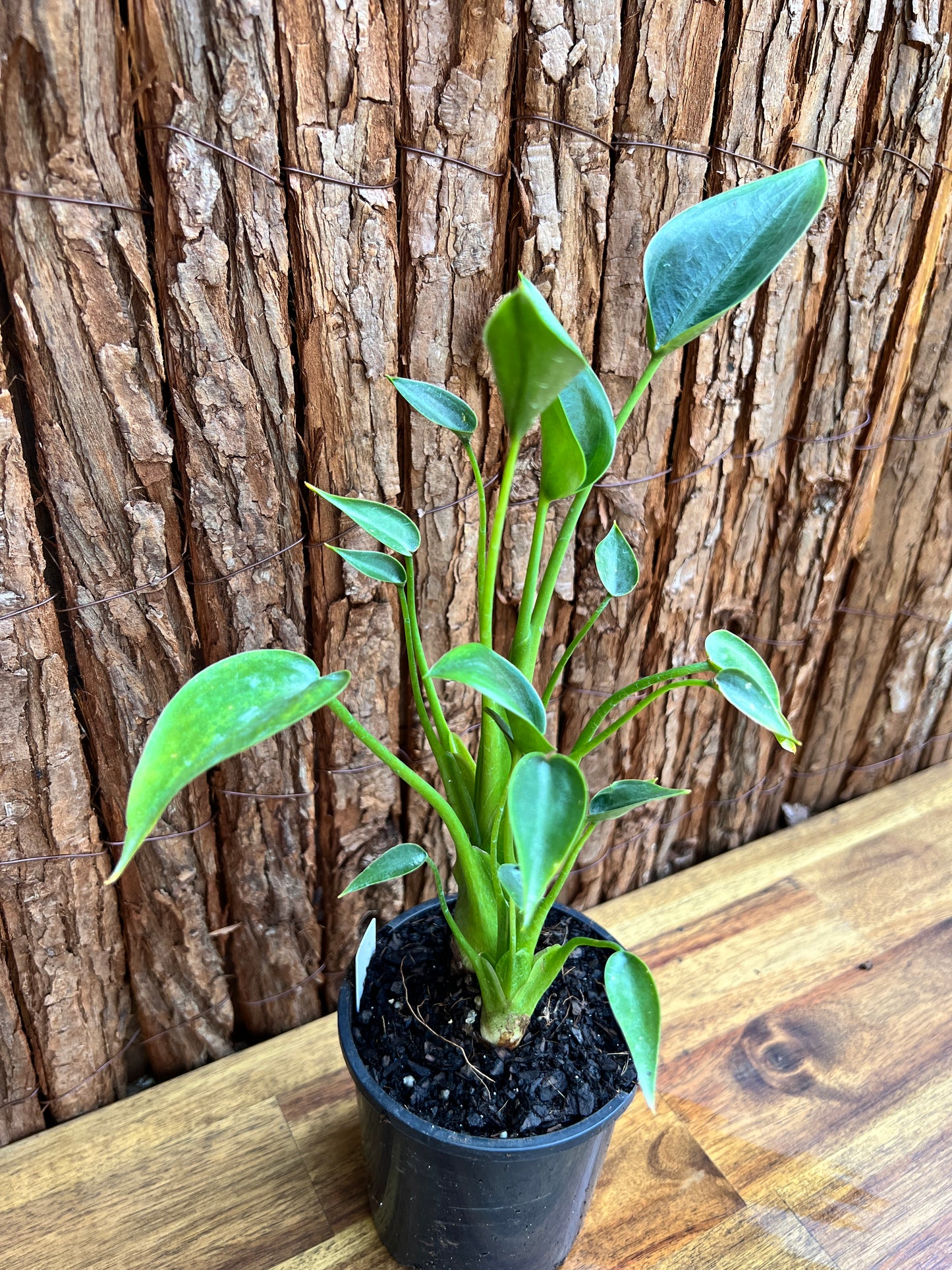 Alocasia Tiny Dancer C116