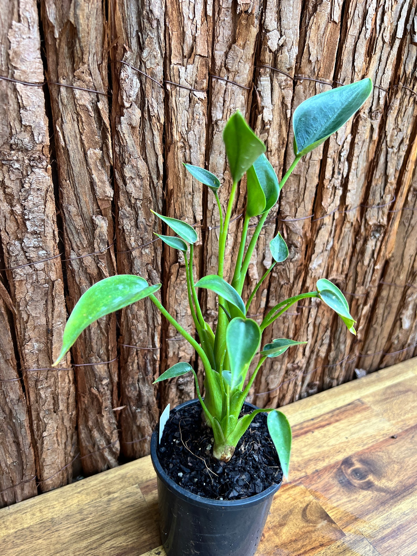 Alocasia Tiny Dancer C116