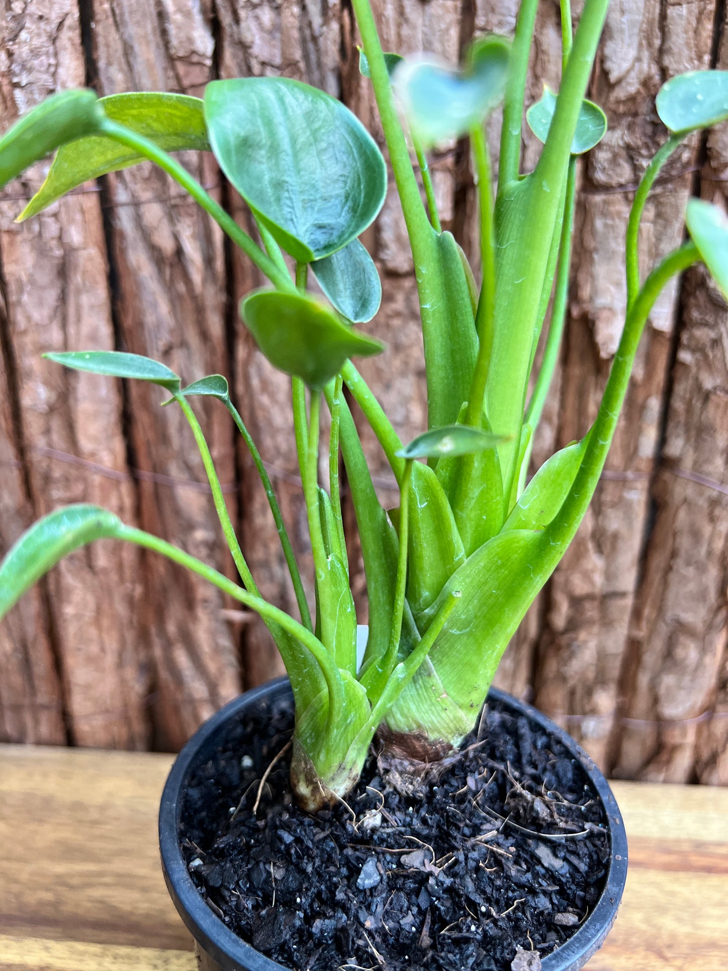 Alocasia Tiny Dancer C116