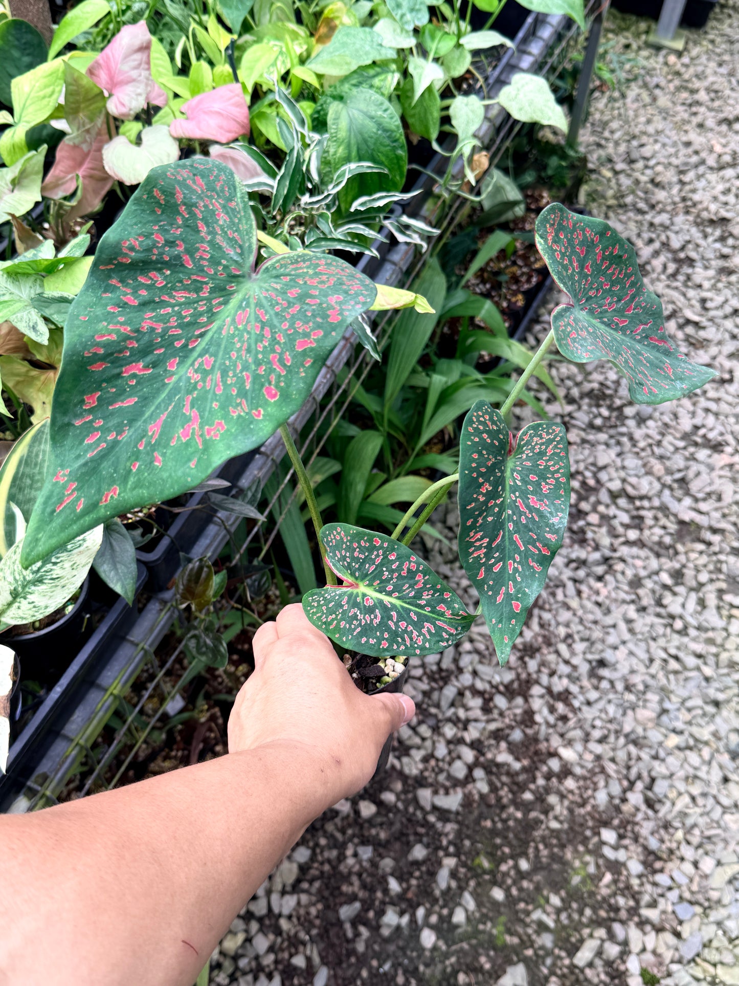 Caladium 'Thousand Stars' R13