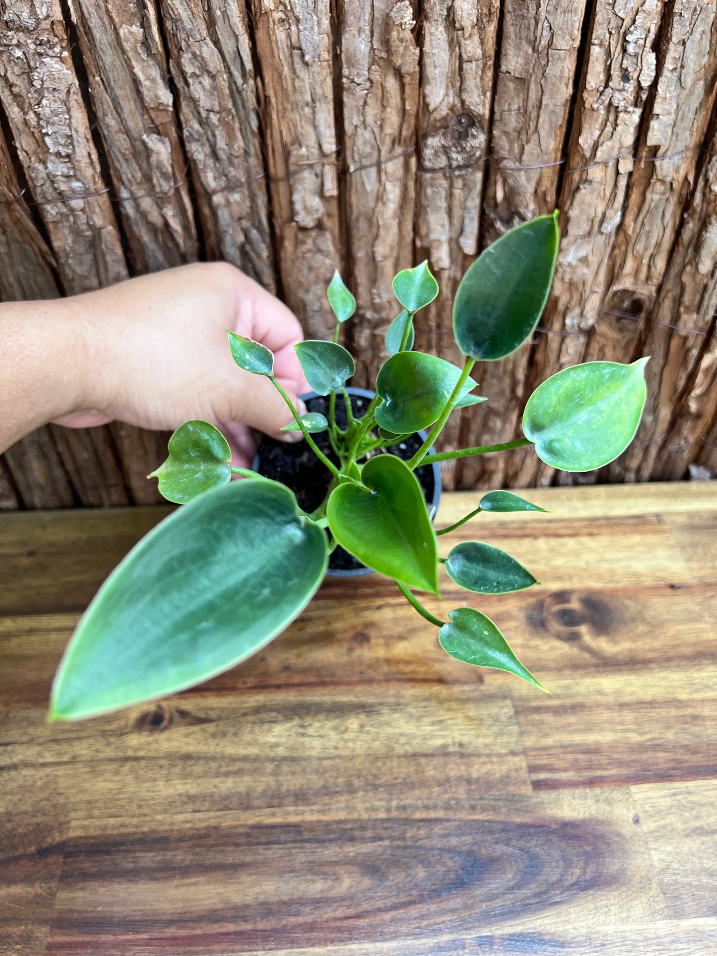 Alocasia Tiny Dancer C116