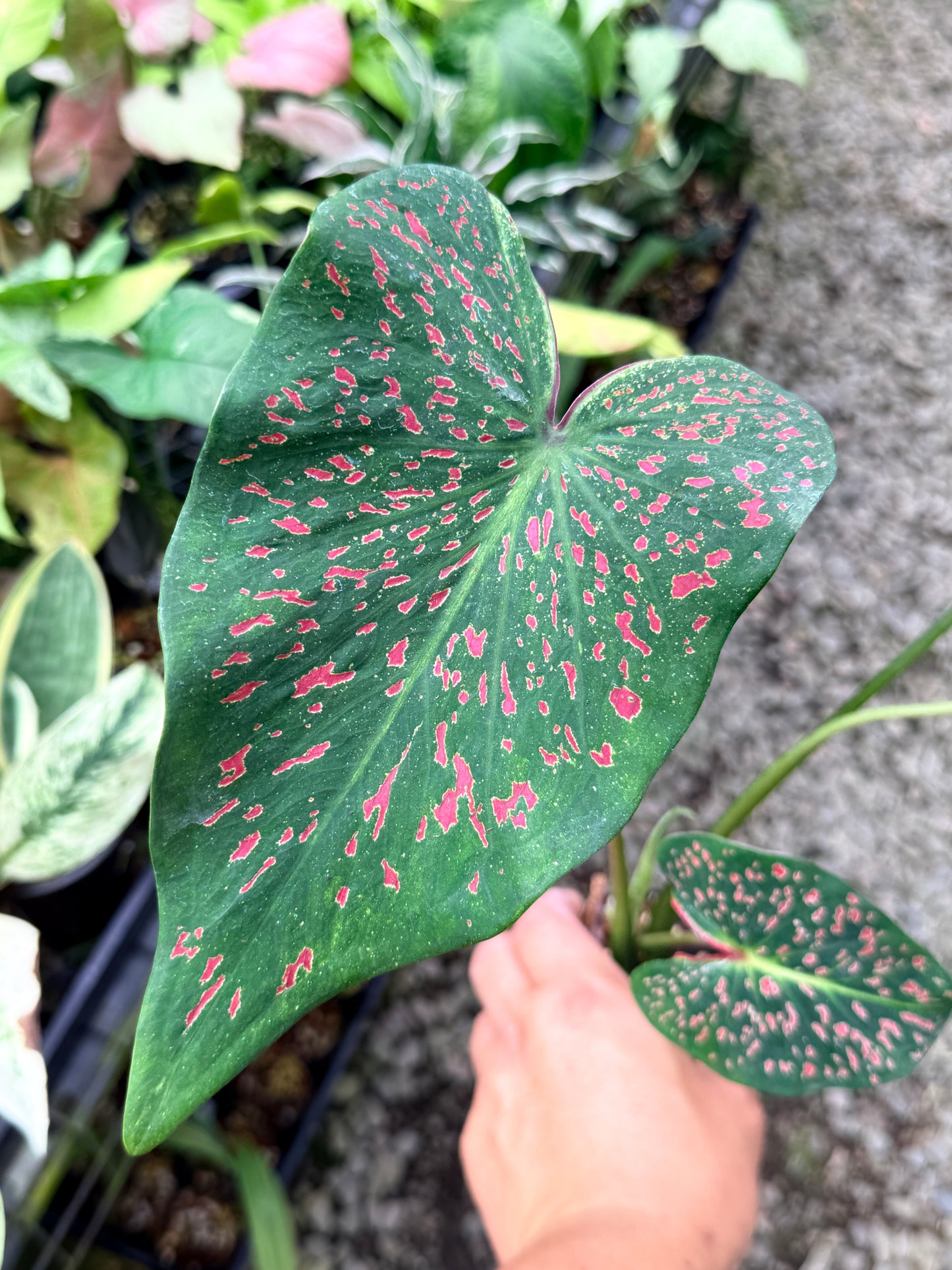 Caladium 'Thousand Stars' R13