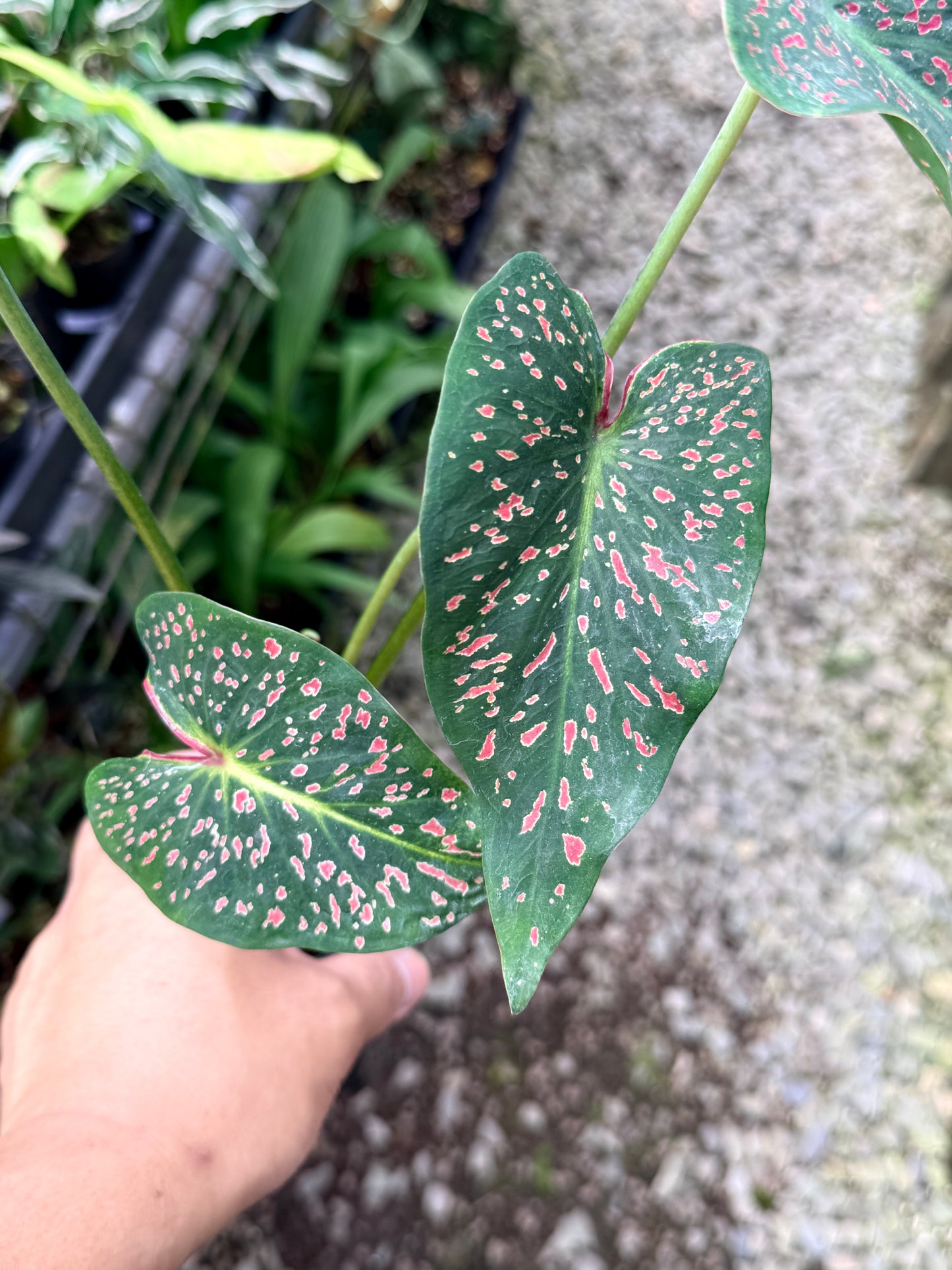 Caladium 'Thousand Stars' R13