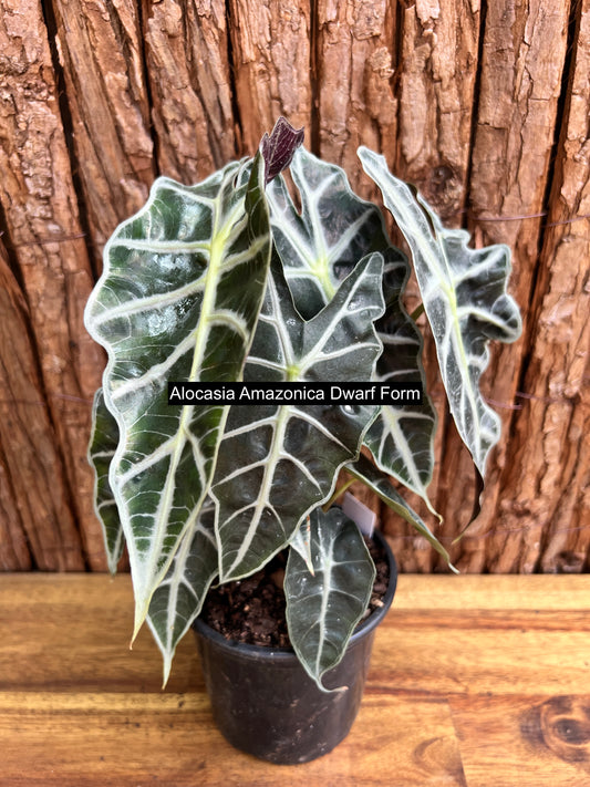 Alocasia Amazonica Dward Form C117