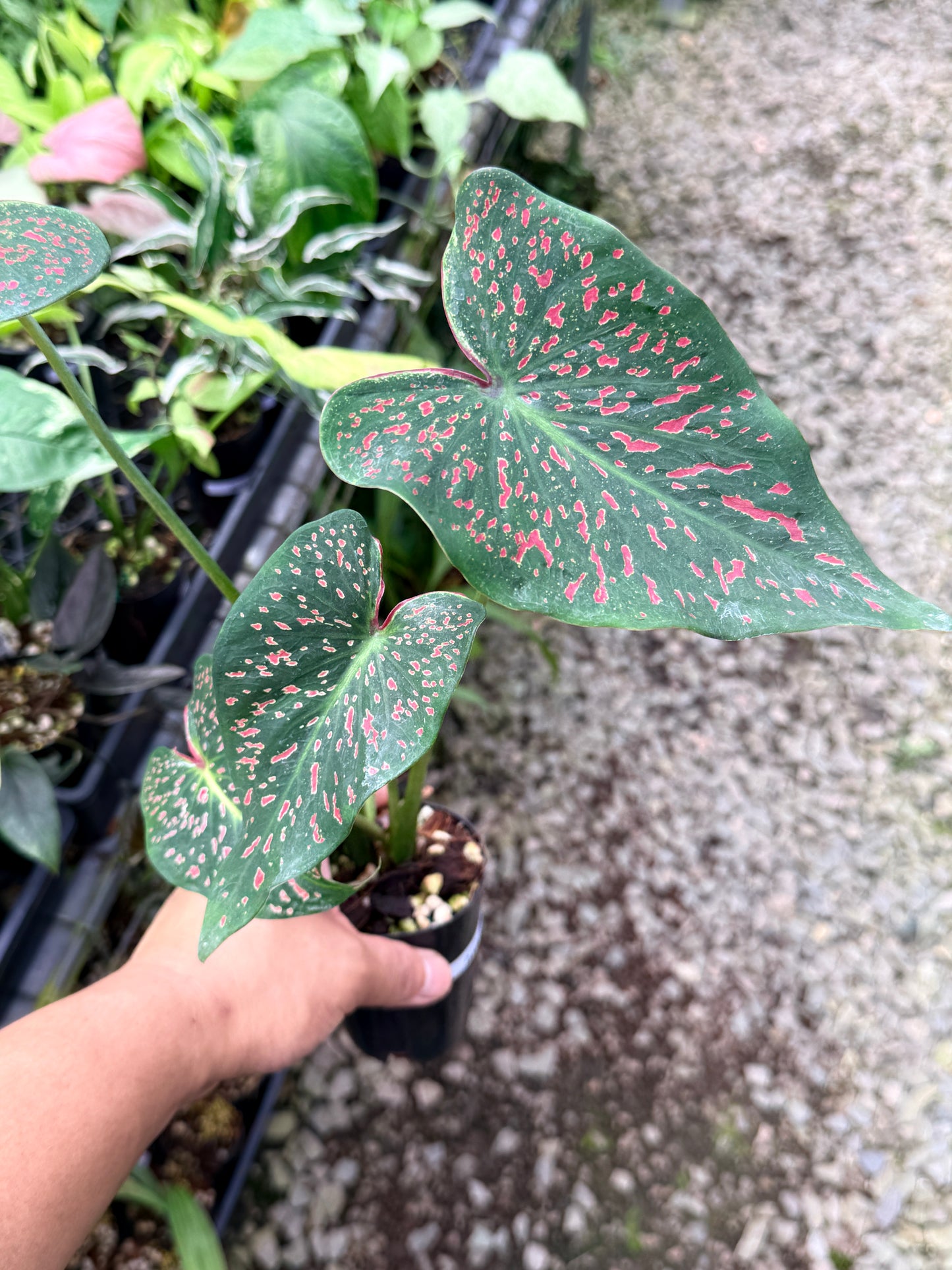 Caladium 'Thousand Stars' R13