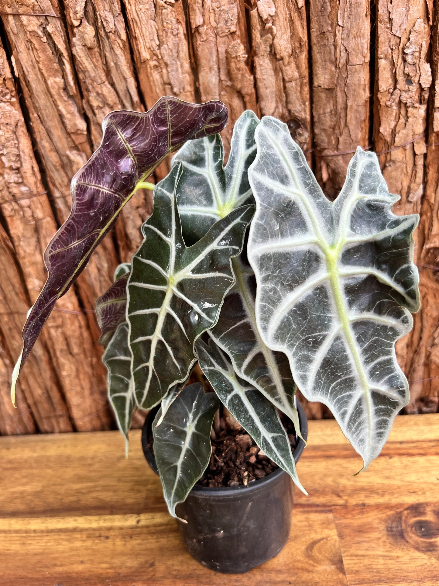 Alocasia Amazonica Dward Form C117