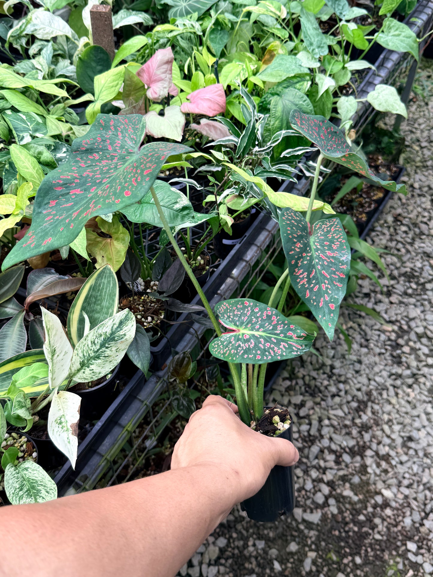 Caladium 'Thousand Stars' R13