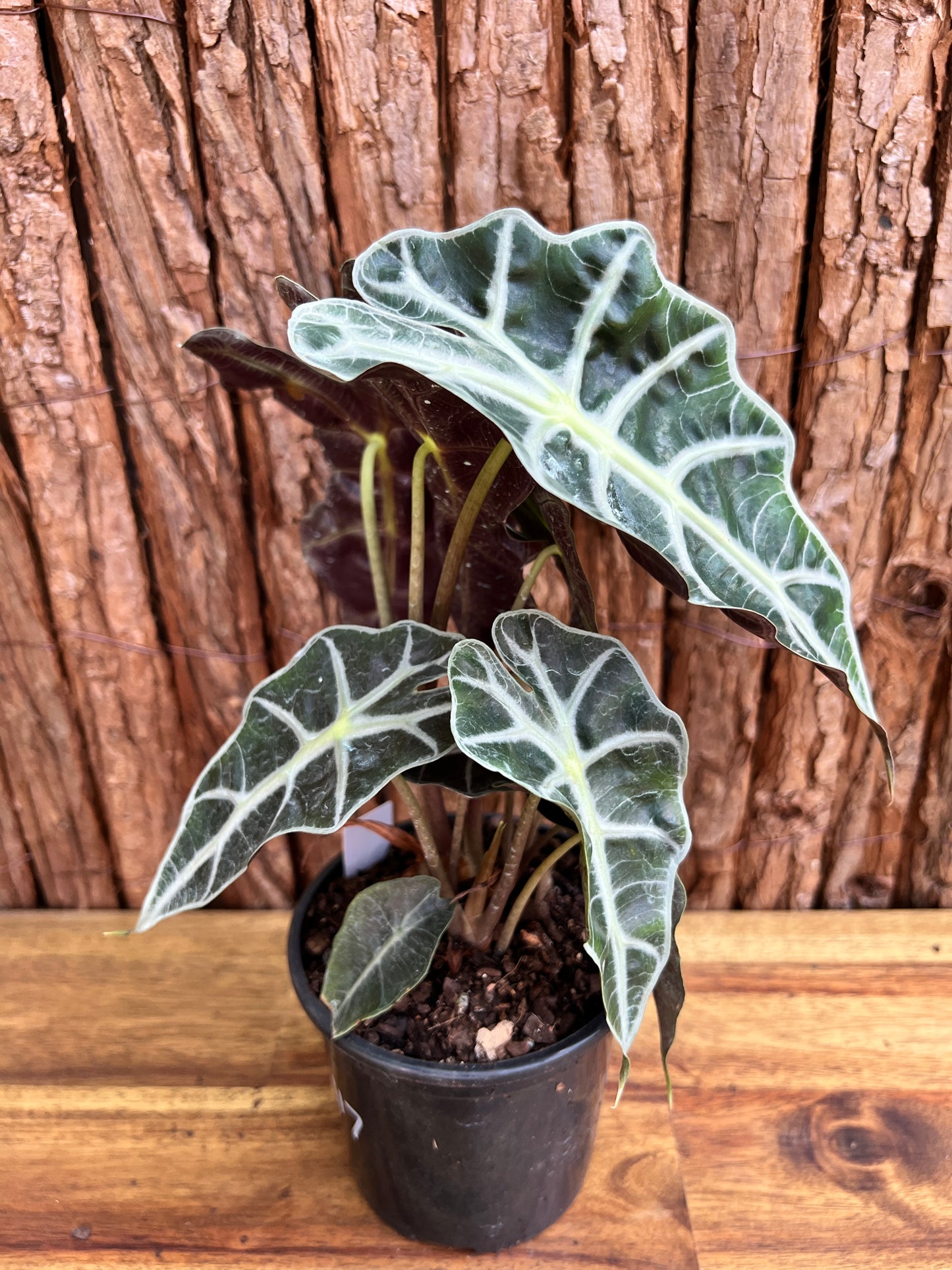 Alocasia Amazonica Dward Form C117