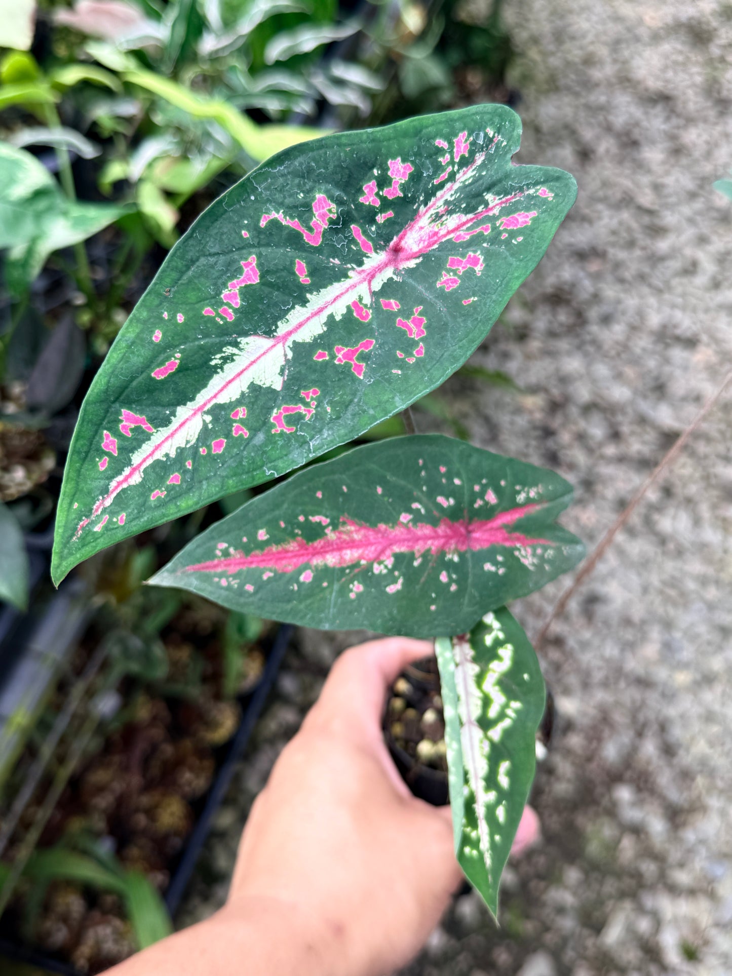 Caladium 'Picturatum' R20