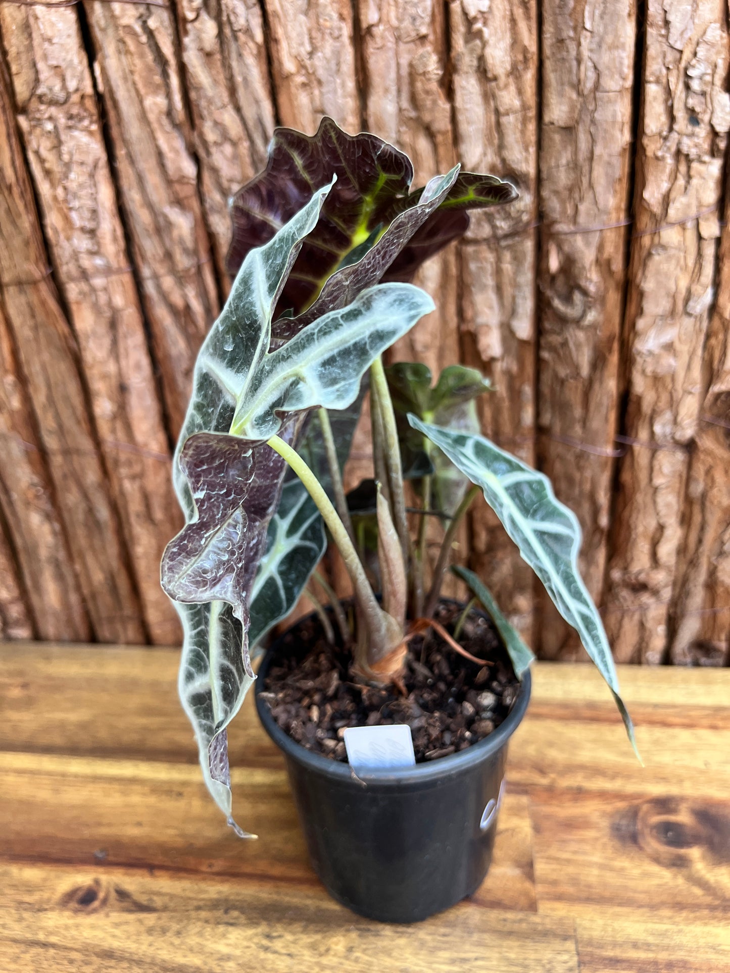 Alocasia Amazonica Dward Form C117