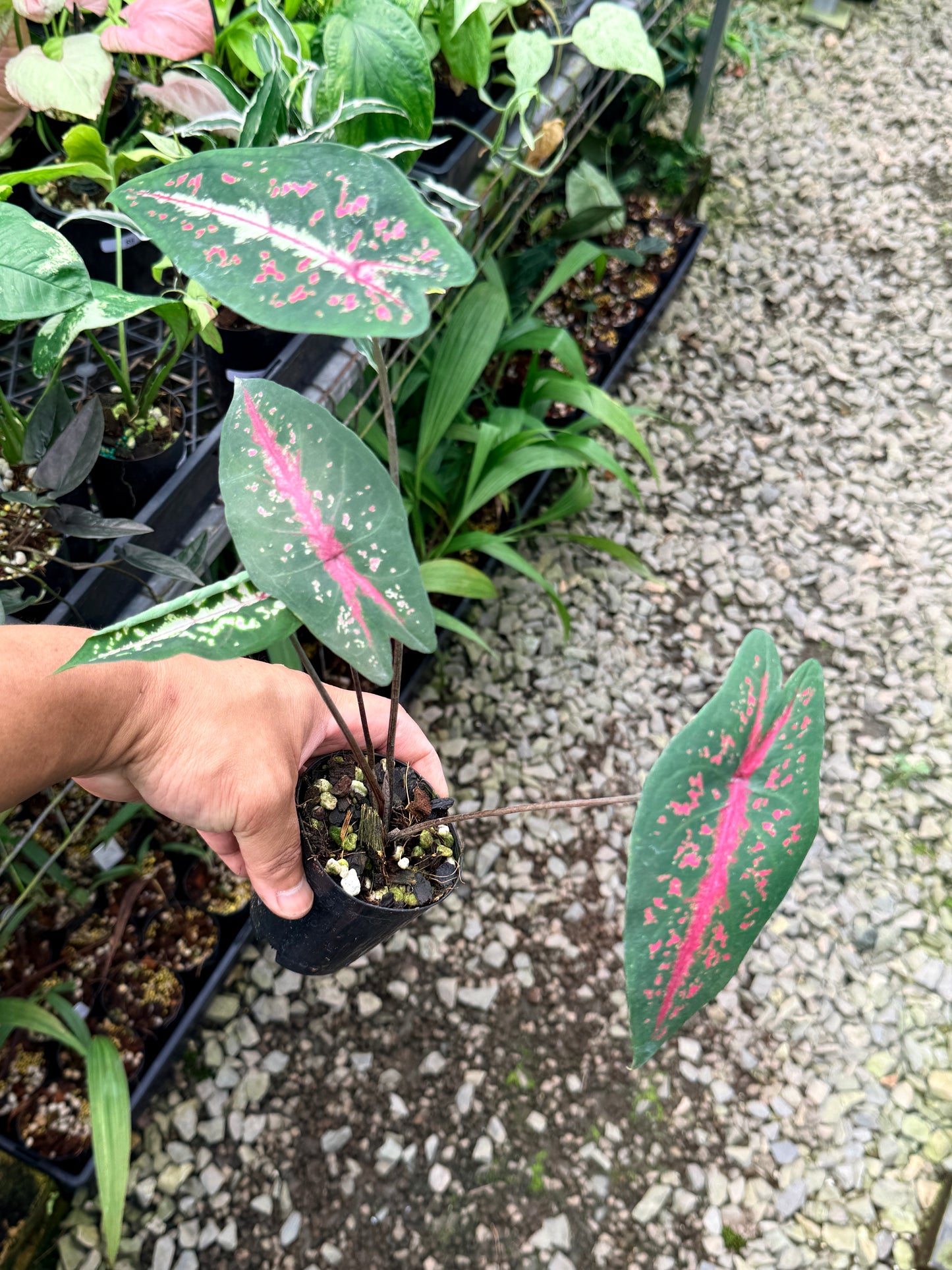 Caladium 'Picturatum' R20