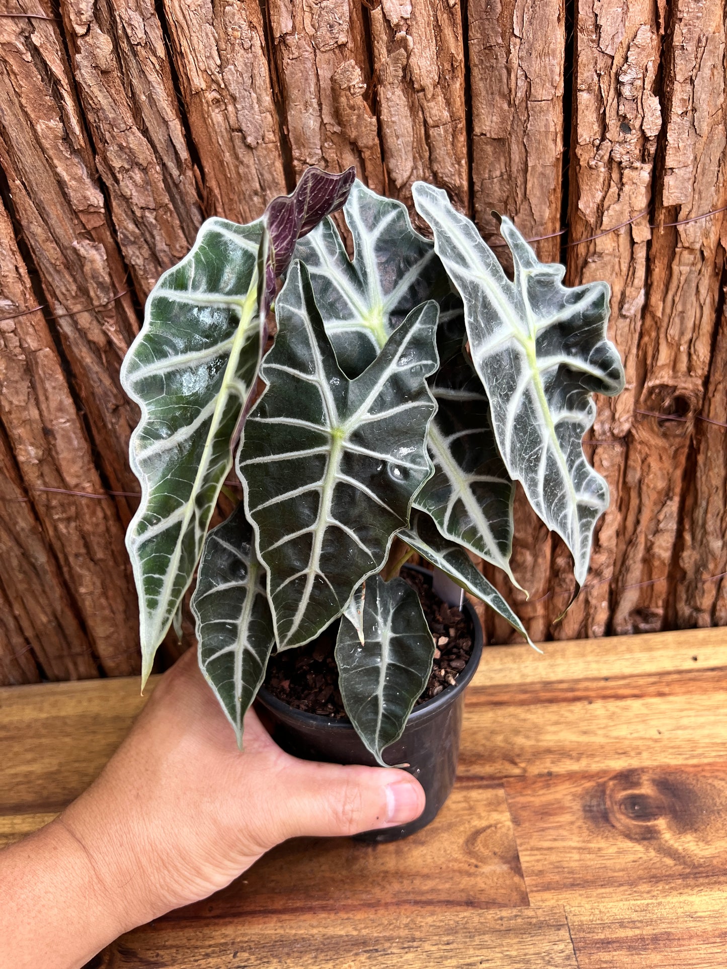 Alocasia Amazonica Dward Form C117