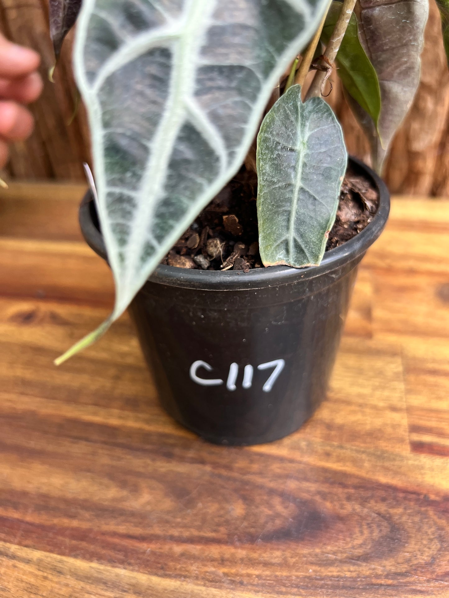 Alocasia Amazonica Dward Form C117