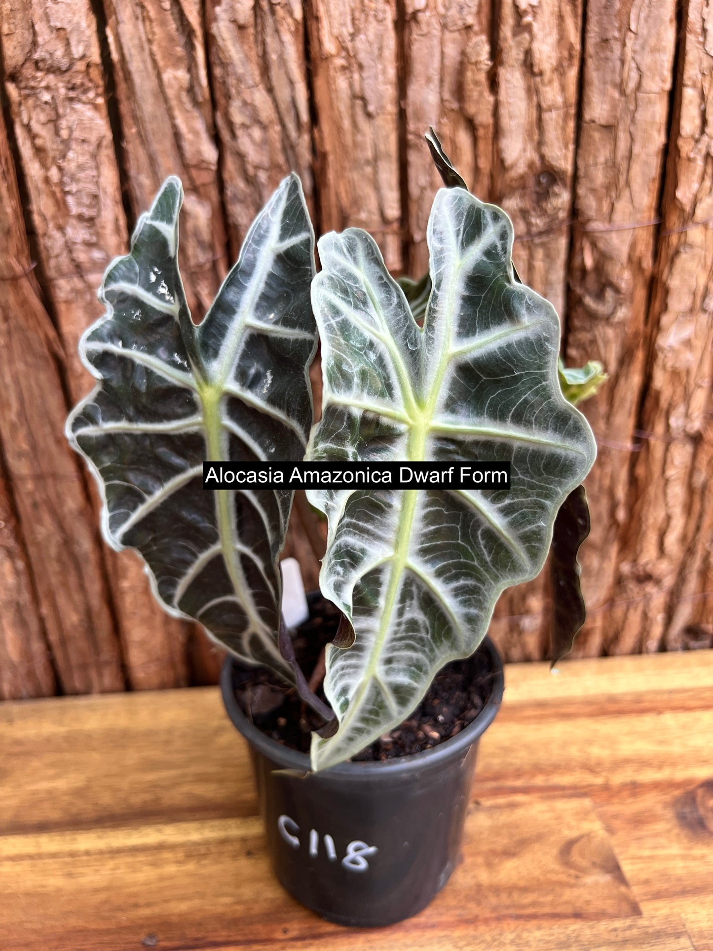 Alocasia Amazonica Dward Form C118