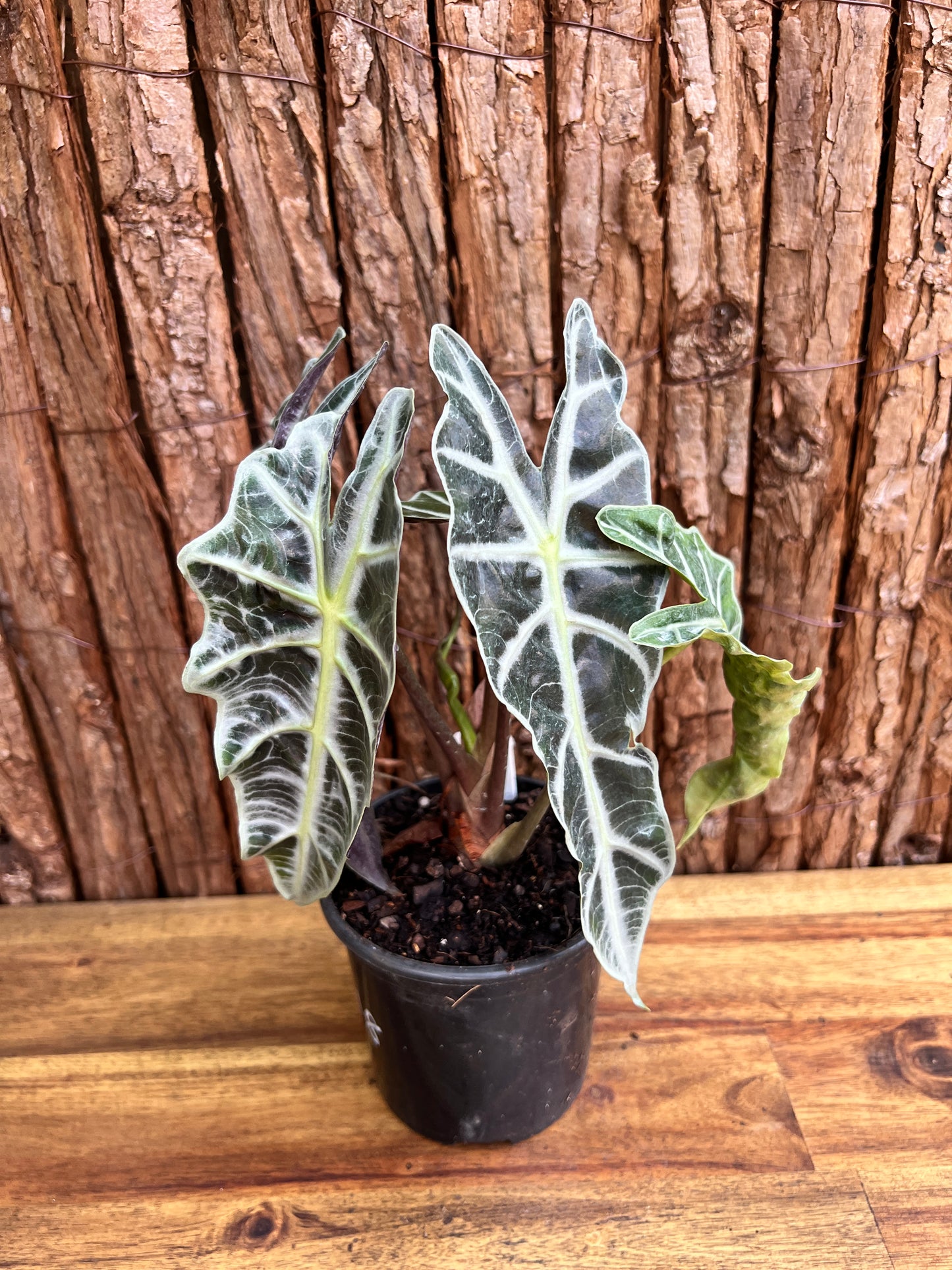 Alocasia Amazonica Dward Form C118