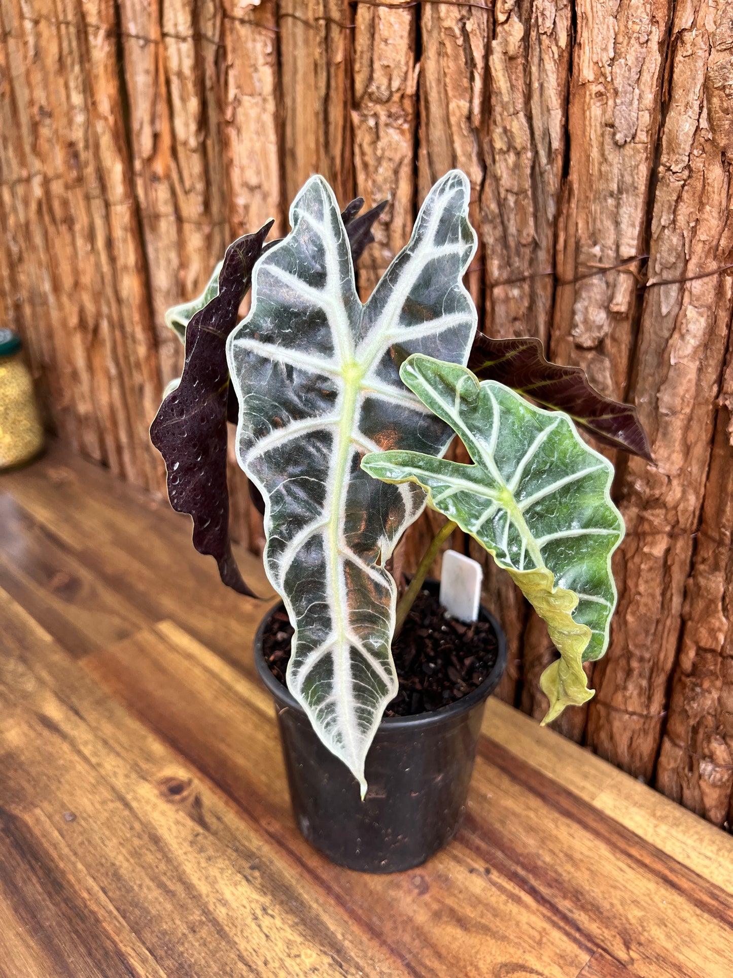 Alocasia Amazonica Dward Form C118