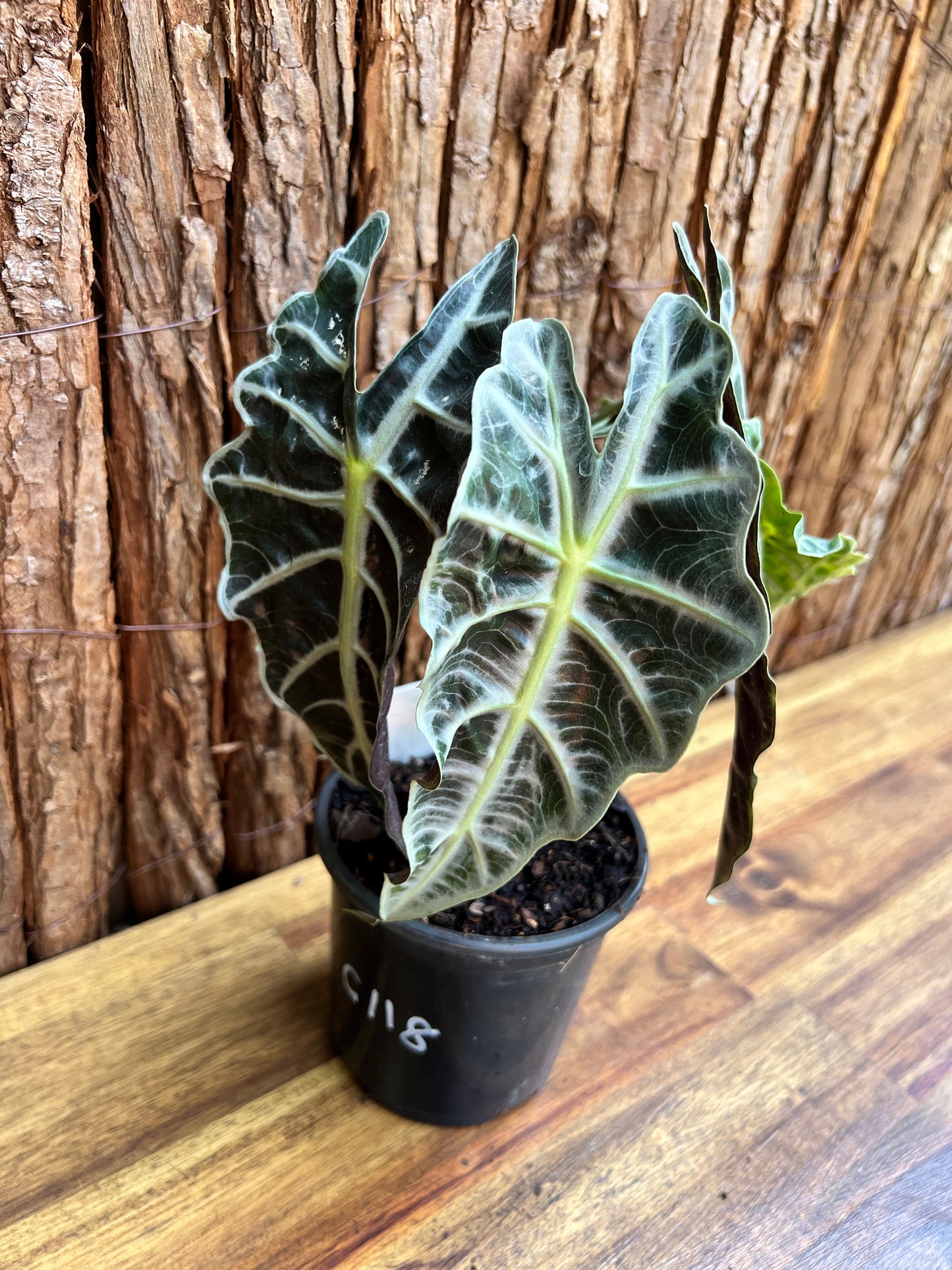 Alocasia Amazonica Dward Form C118