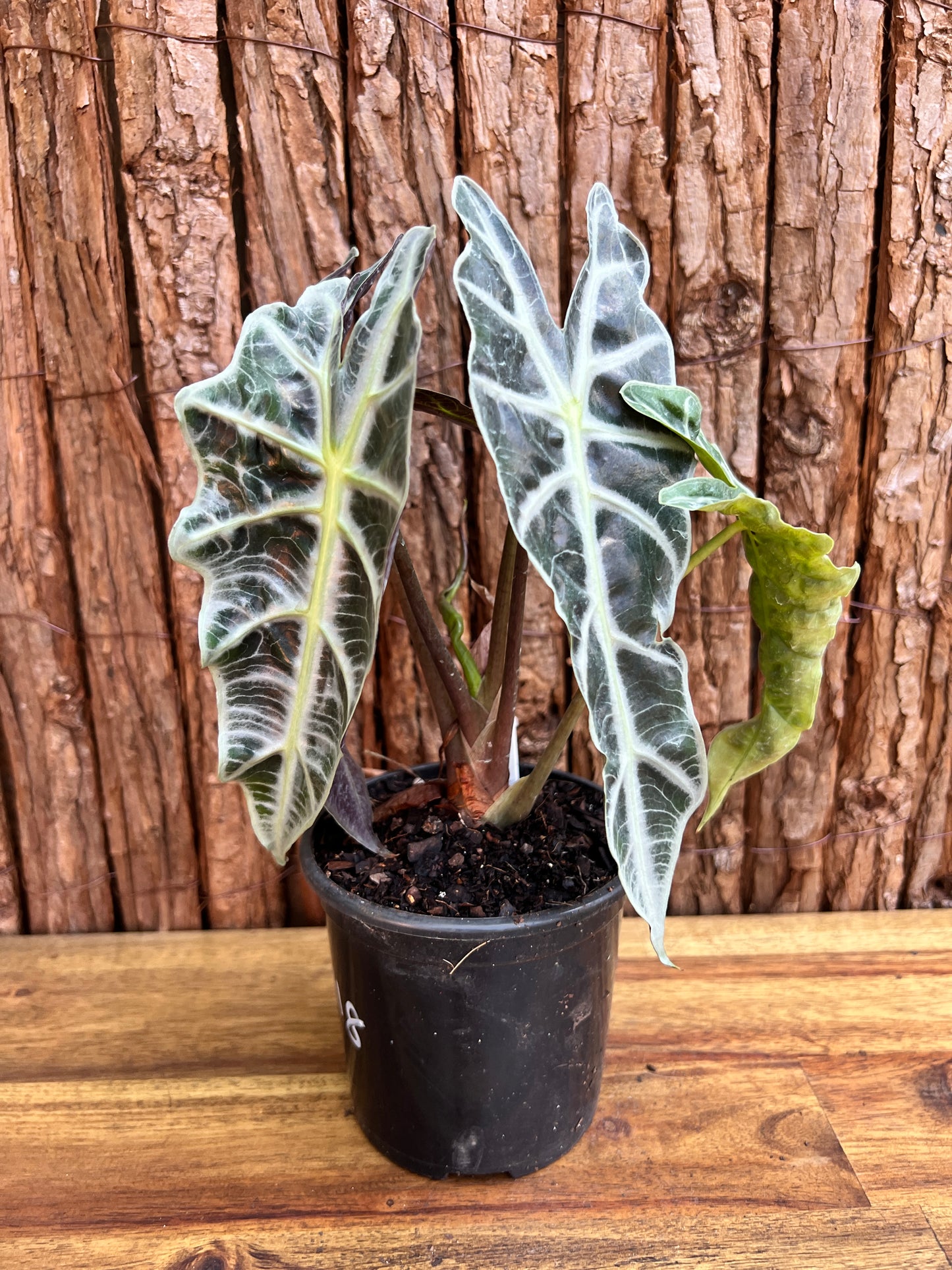 Alocasia Amazonica Dward Form C118