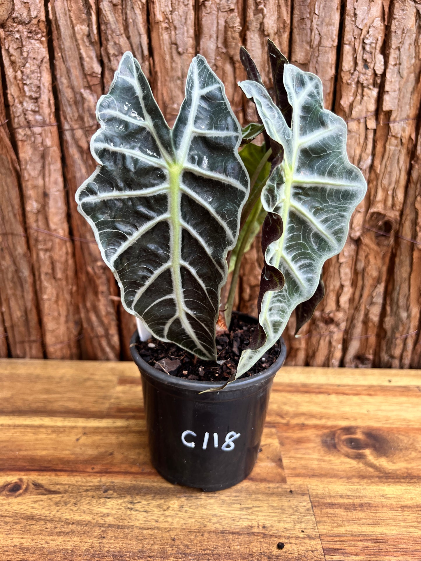 Alocasia Amazonica Dward Form C118