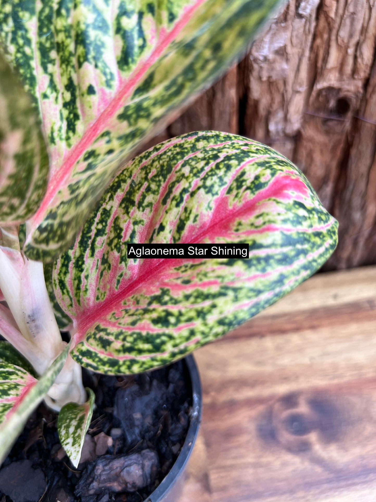 Aglaonema Star Shining C119