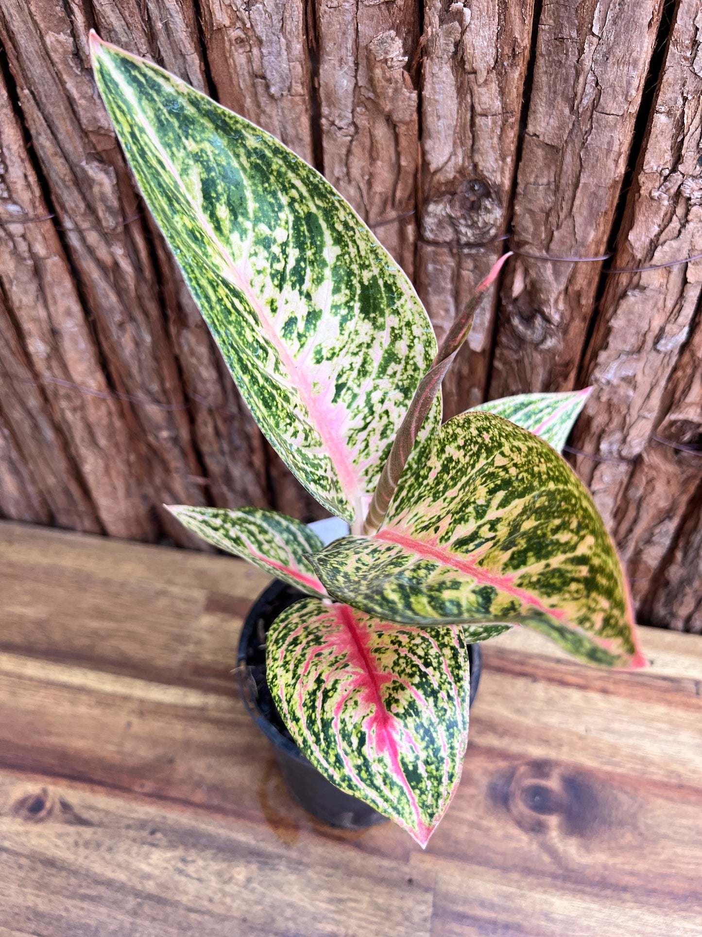 Aglaonema Star Shining C119