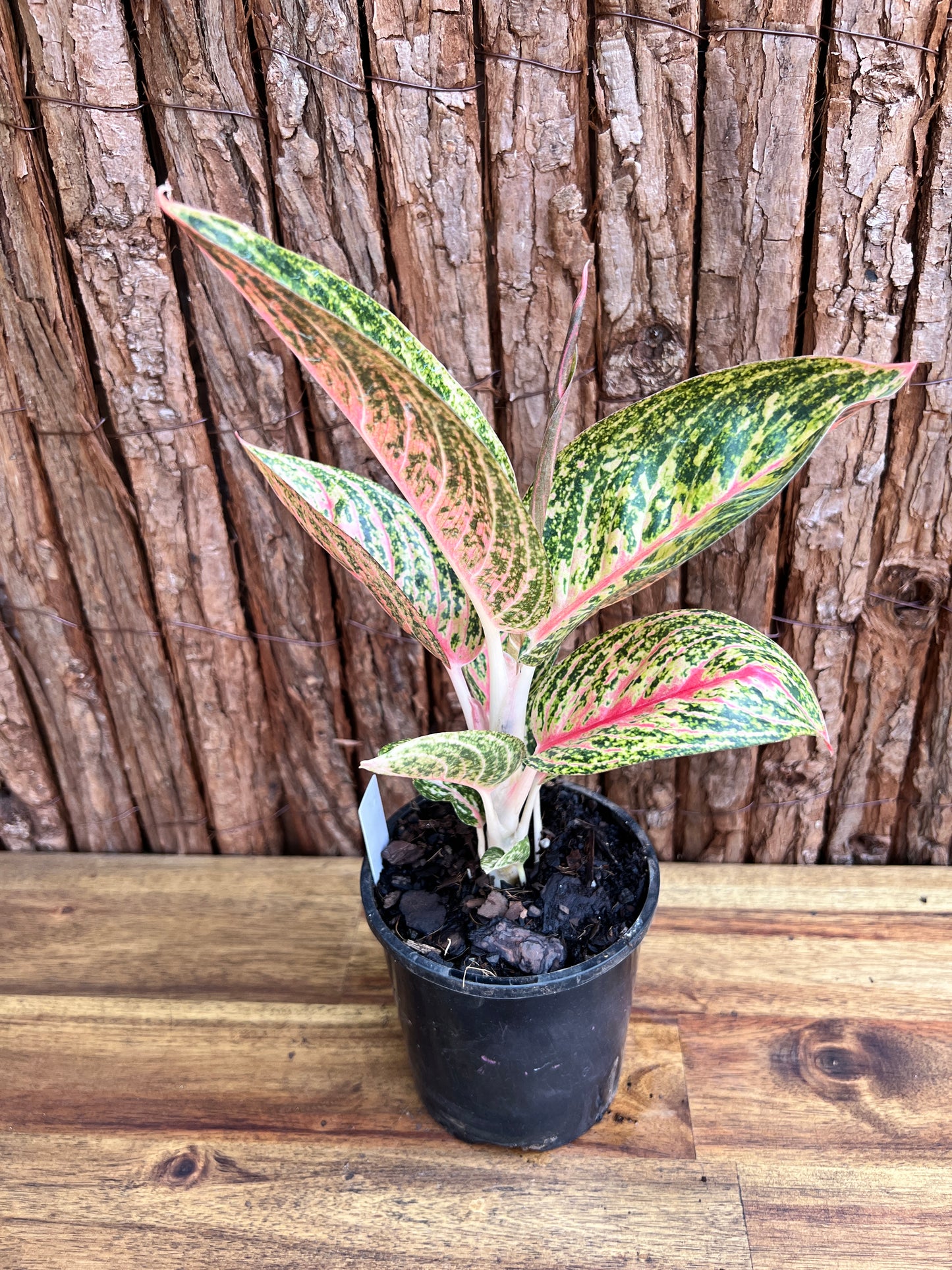 Aglaonema Star Shining C119