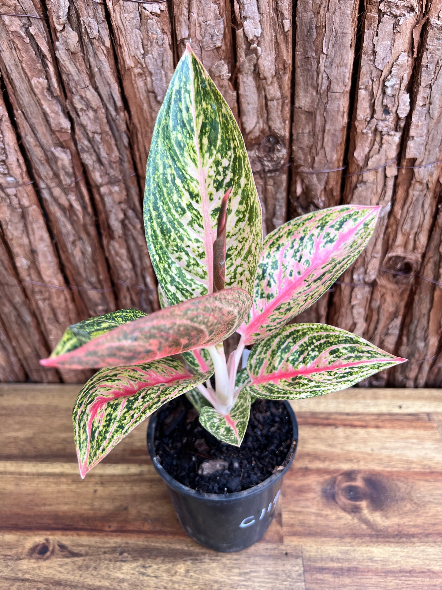 Aglaonema Star Shining C119