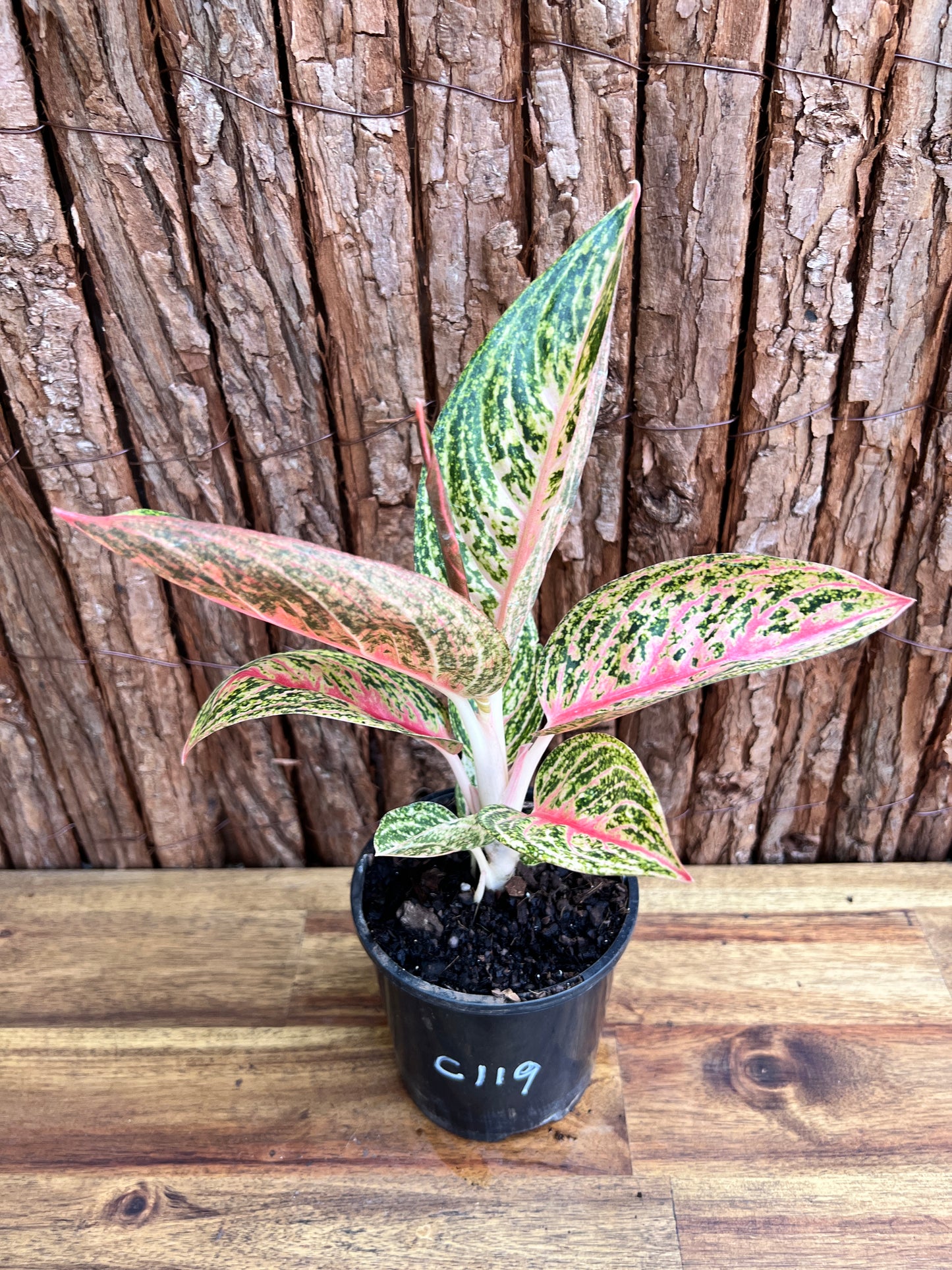 Aglaonema Star Shining C119