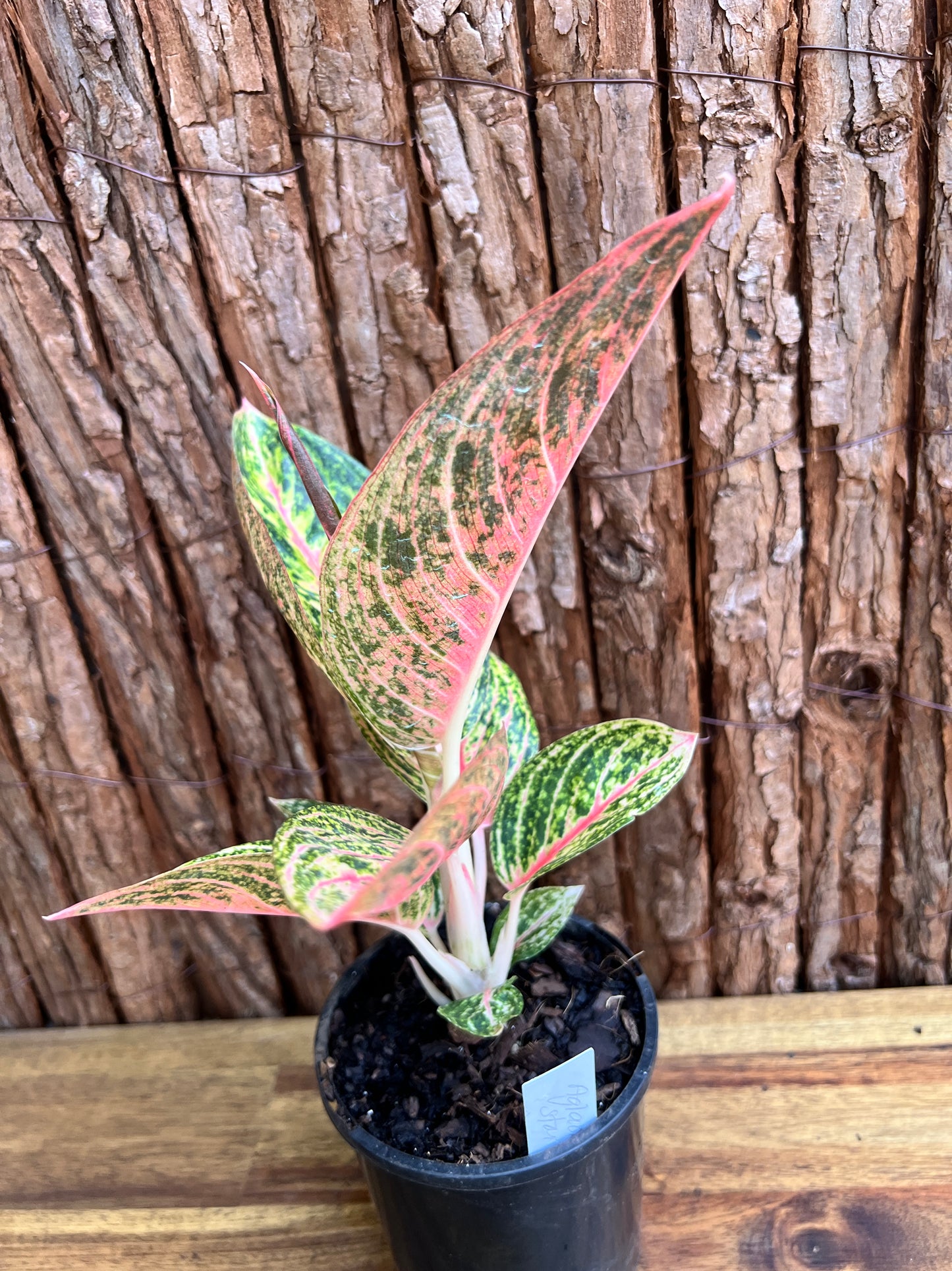 Aglaonema Star Shining C119