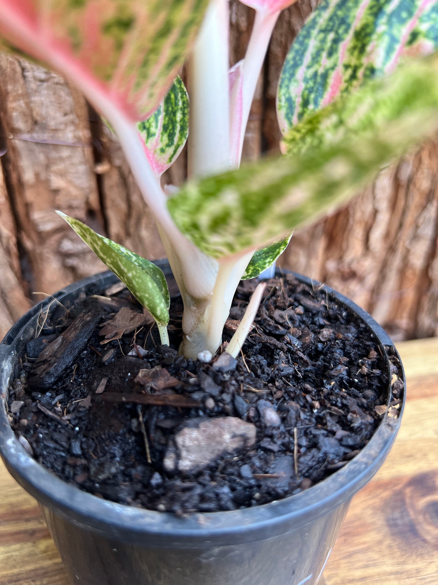 Aglaonema Star Shining C119