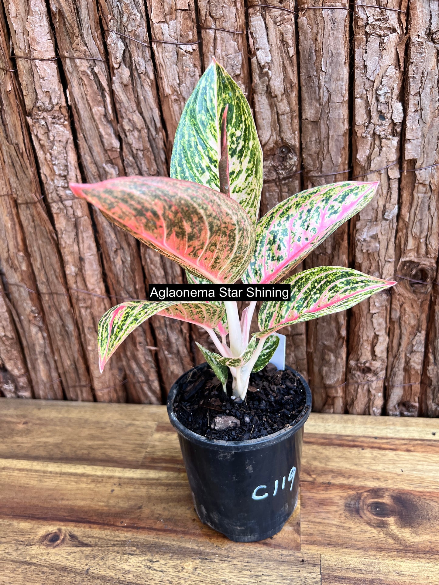 Aglaonema Star Shining C119